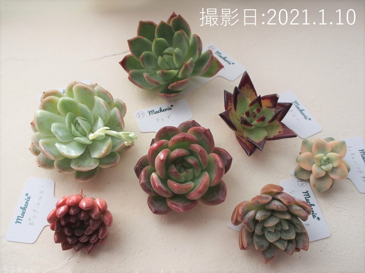 ホワイト系 新品 本物 当店在庫だから安心 初心者のお客様へ 多肉植物 植物 観葉植物 インテリア小物ホワイト系 41 437 Eur Artec Fr