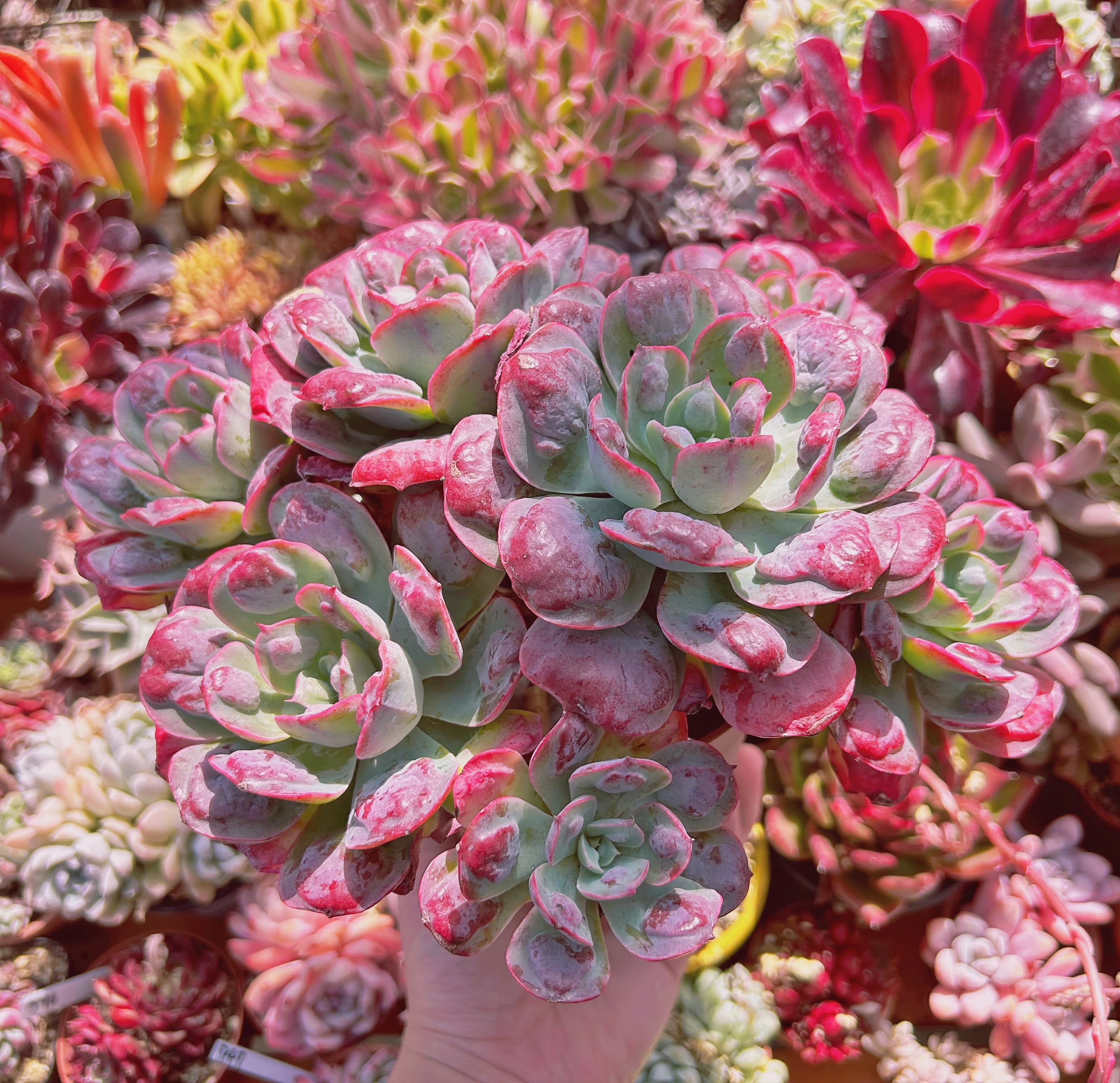 900現物 多肉植物 レインドロップ 特特大 | るる農園~多肉植物専門