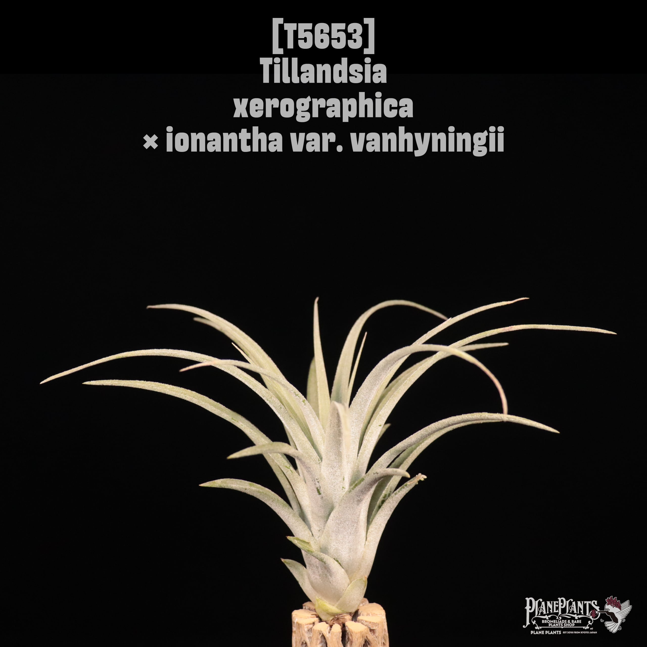 □ IN STOCK [販売中商品] | plane plants