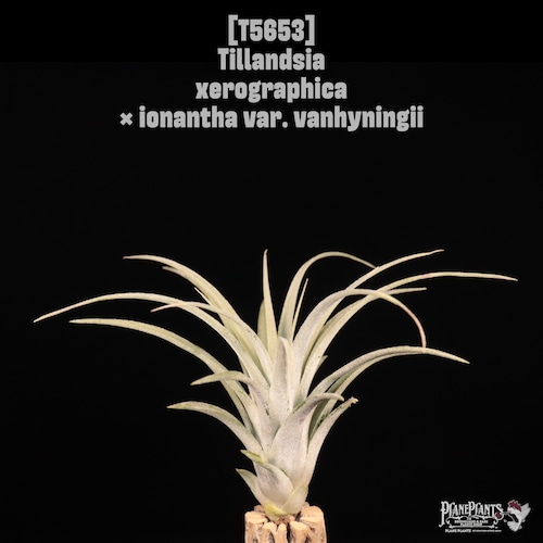 【送料無料】xerographica × ionantha var. vanhyningii〔エアプランツ〕現品発送T5653
