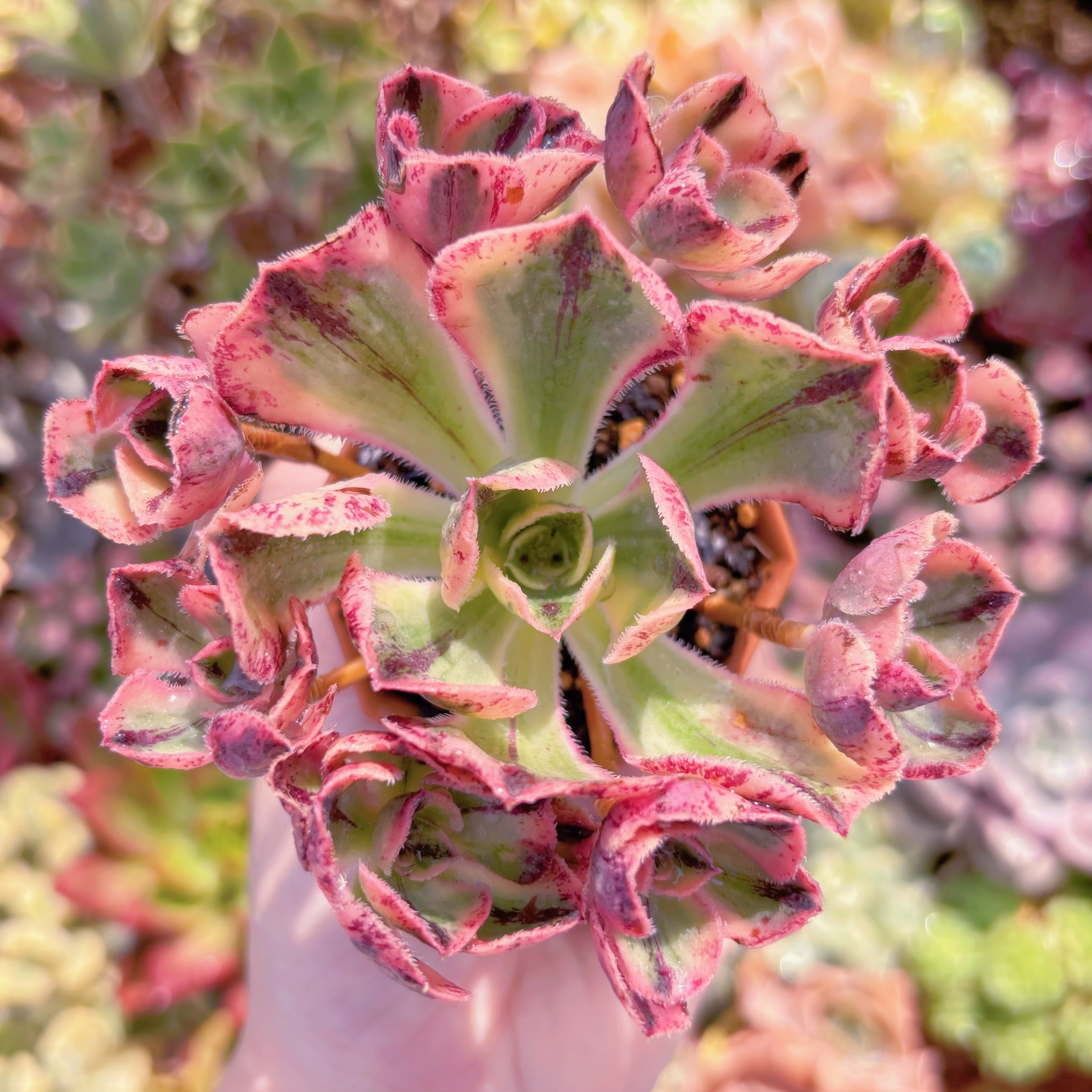 多肉植物　ロスコープ錦(4〜8頭)　群生　新入荷　るる農園