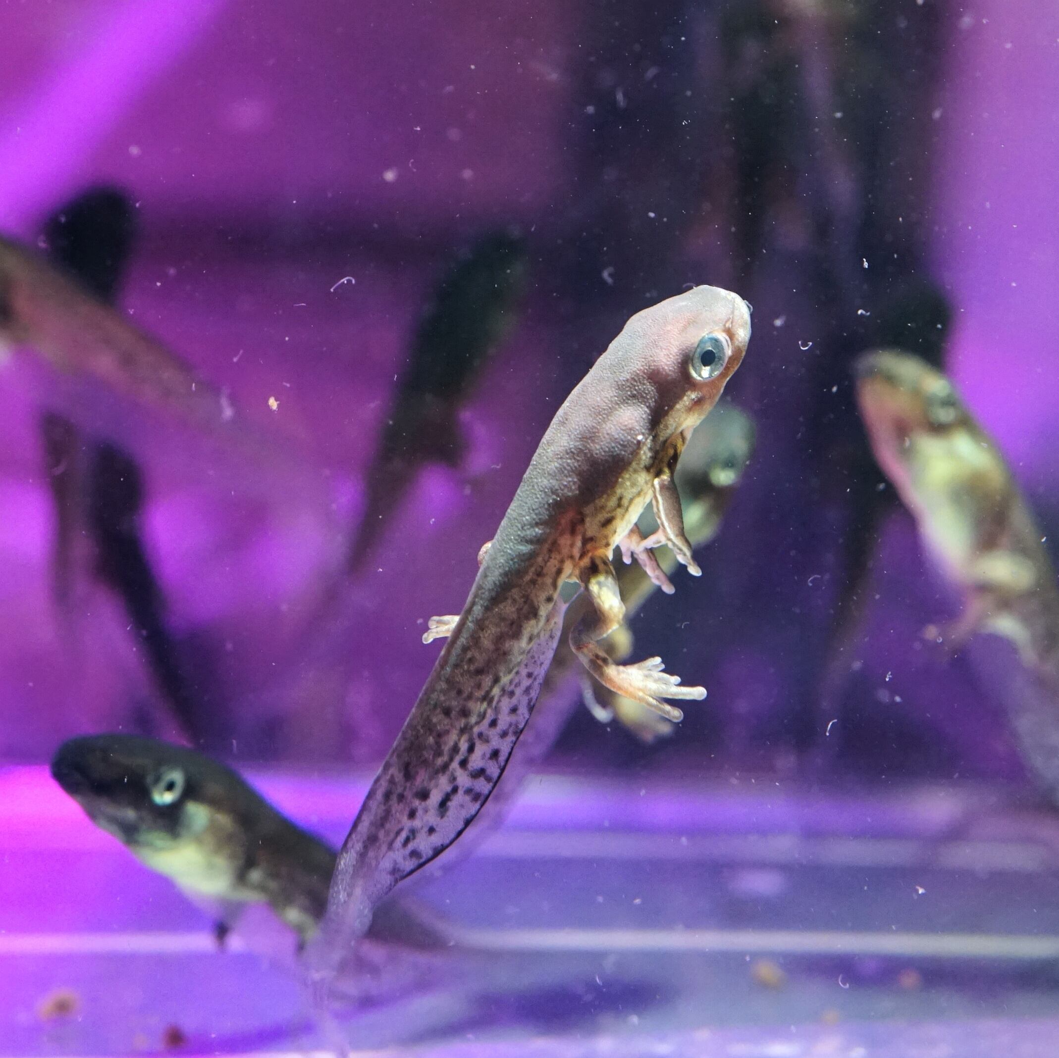 テヅカミネコメガエル Phyllomedusa hypochondrialis | ブルーゲッコー