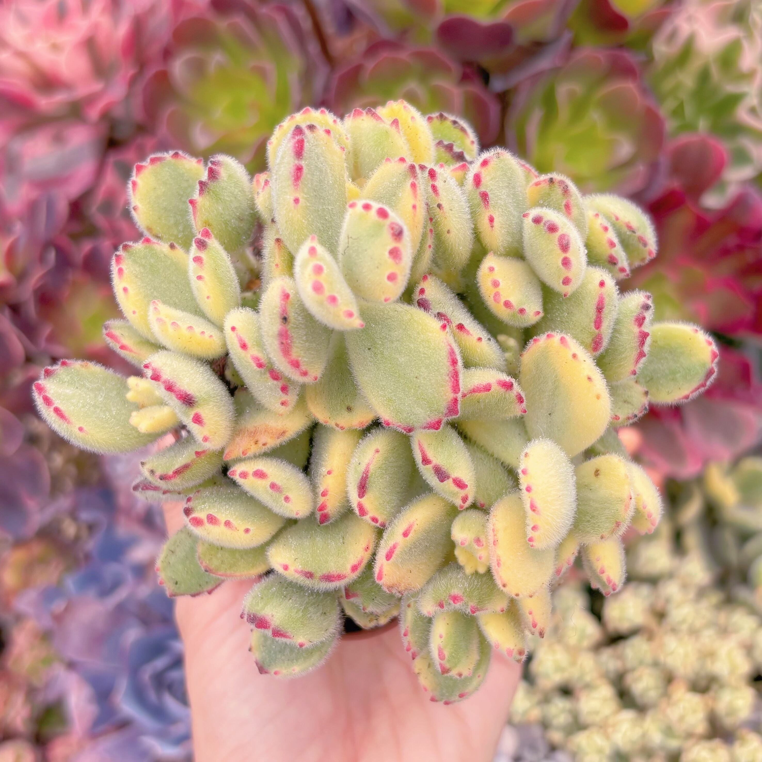 現品　白熊#239　るる農園