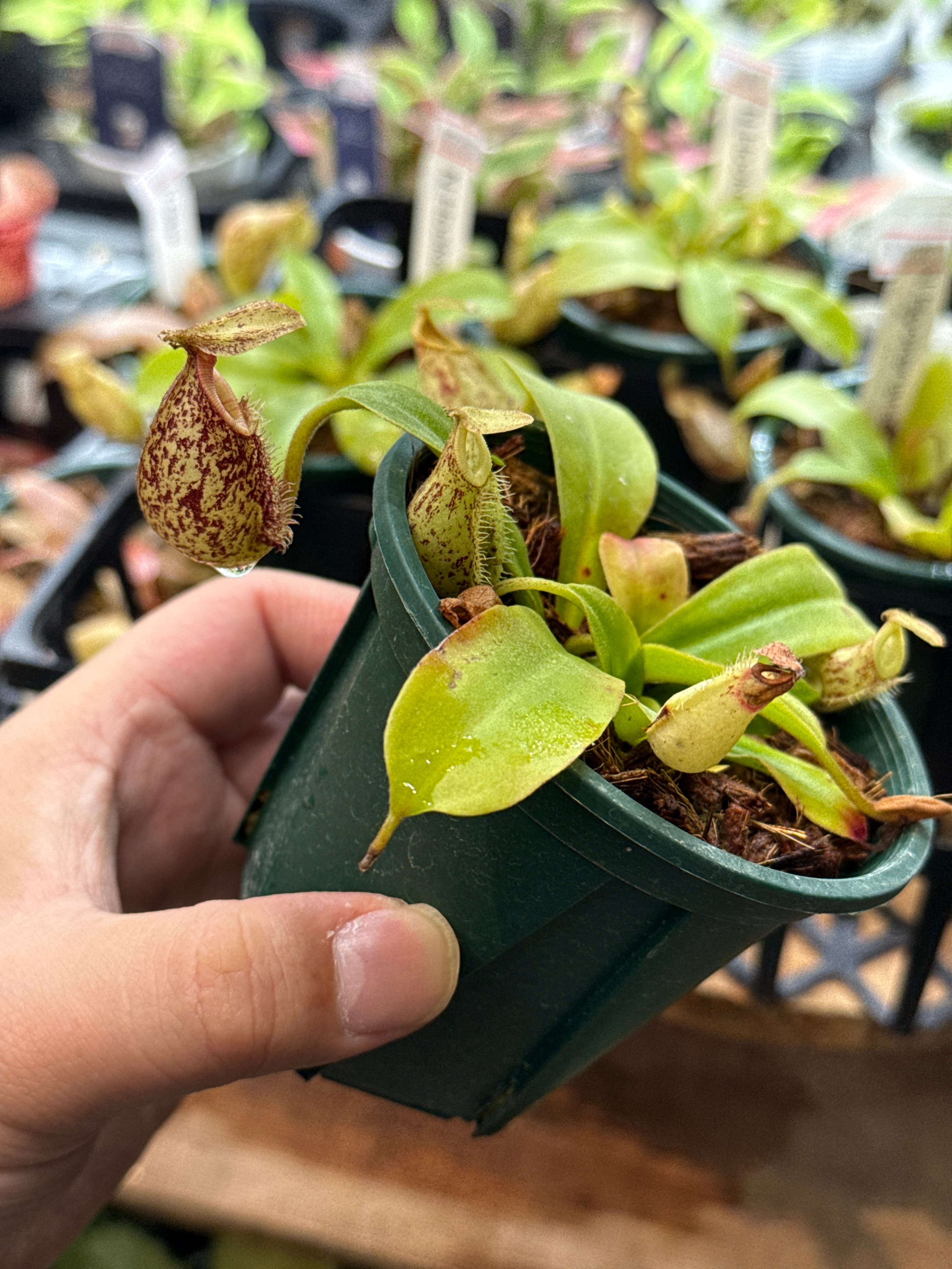 食虫植物】N. Hookeriana / ネペンテス フーケリアナ | Gardenえん