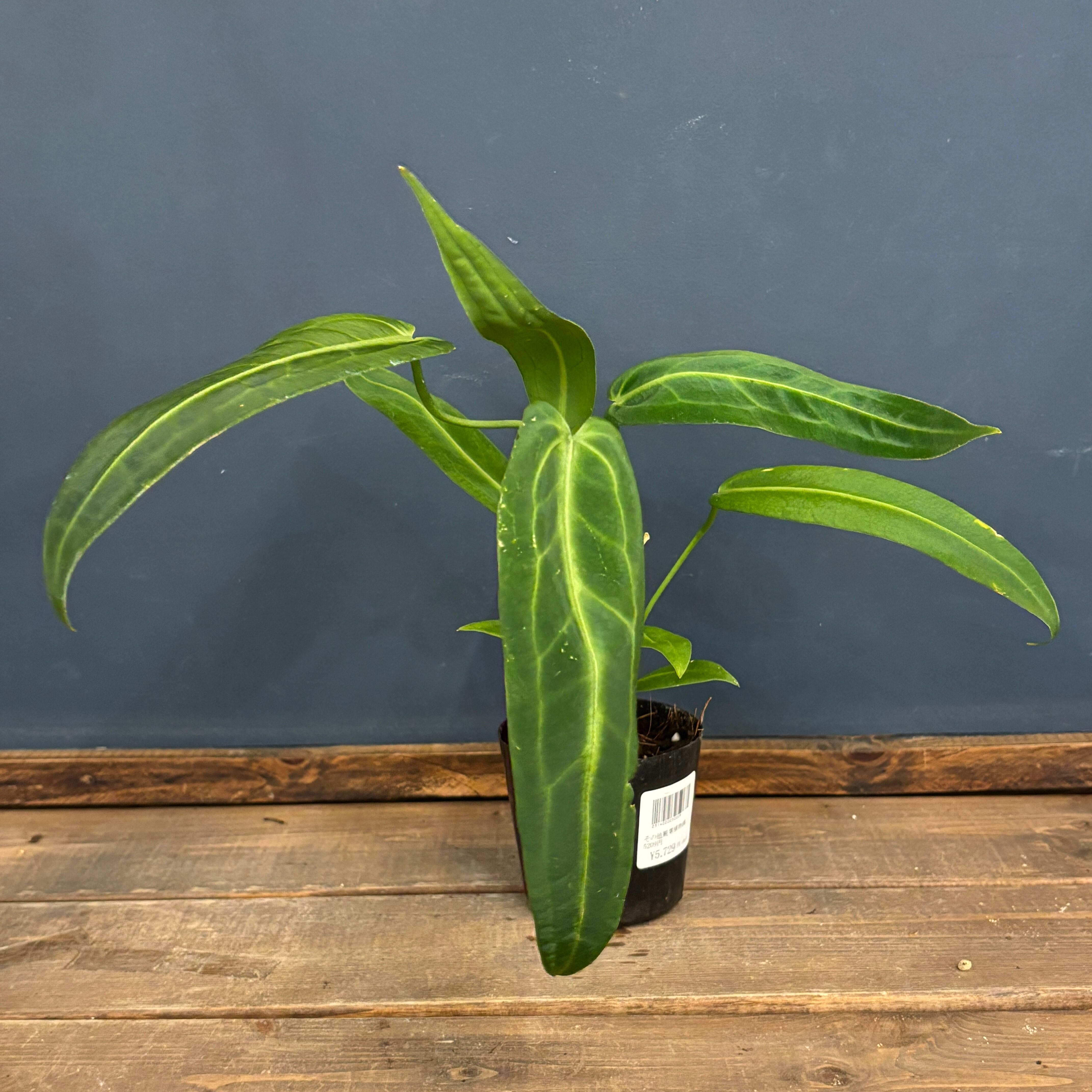 レアプランツ | PROTOLEAF プロトリーフ