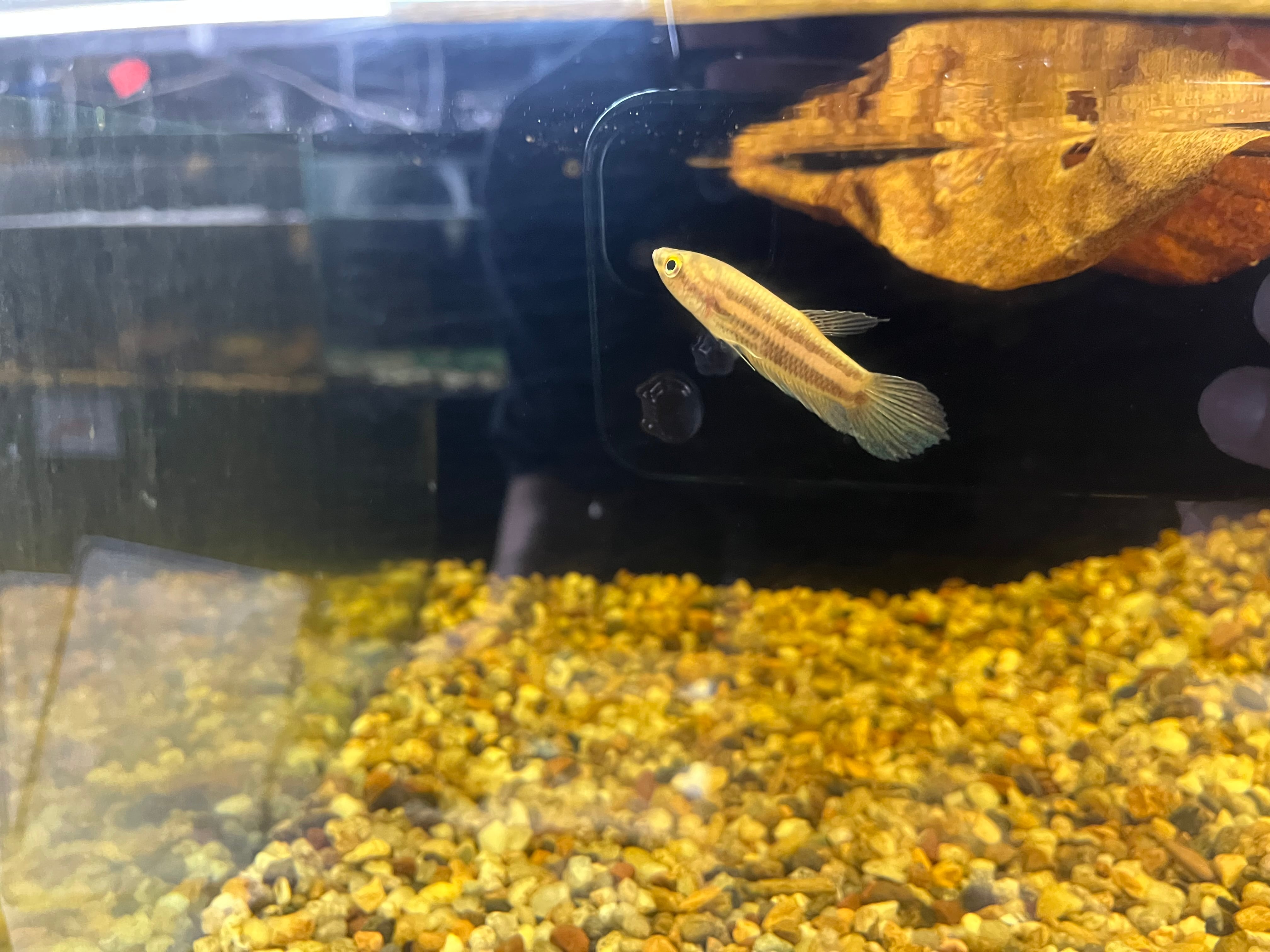 ペア】インドネシア直輸入便WILDベタフスカ5-7cm | アクアショップ