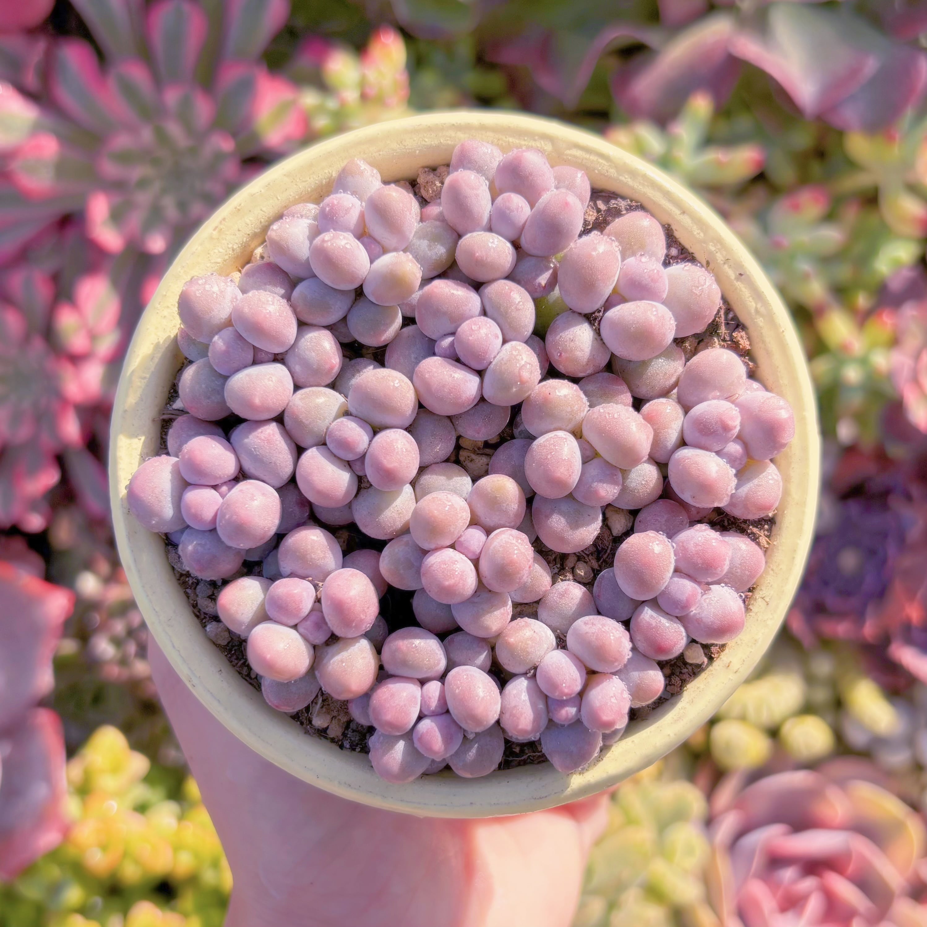 多肉植物　湯園チーズ(13苗)　新入荷　るる農園