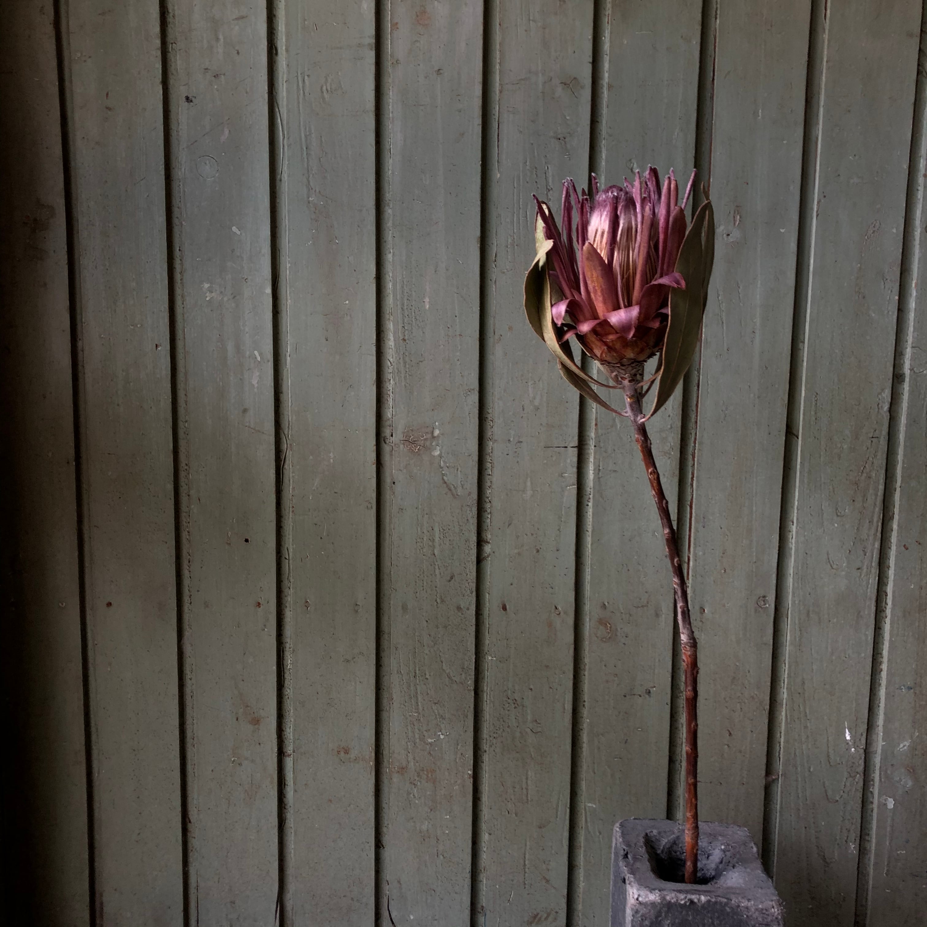 プロテア ピンクアイス ドライフラワー | MEmENTO Dried flower