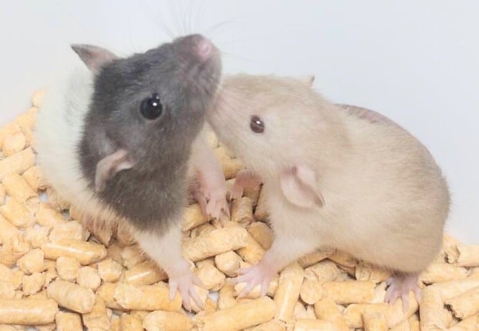 冷凍ﾗｯﾄホッパーM 43g± 8Peace | BEST RODENT ベストローデント