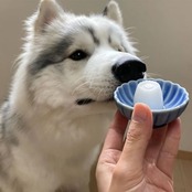 ペティオ(Petio) プラクト 無添加 砂糖ゼロ ヨーグルト風味ゼリー 16g×15個入 (プラズマ乳酸菌配合)