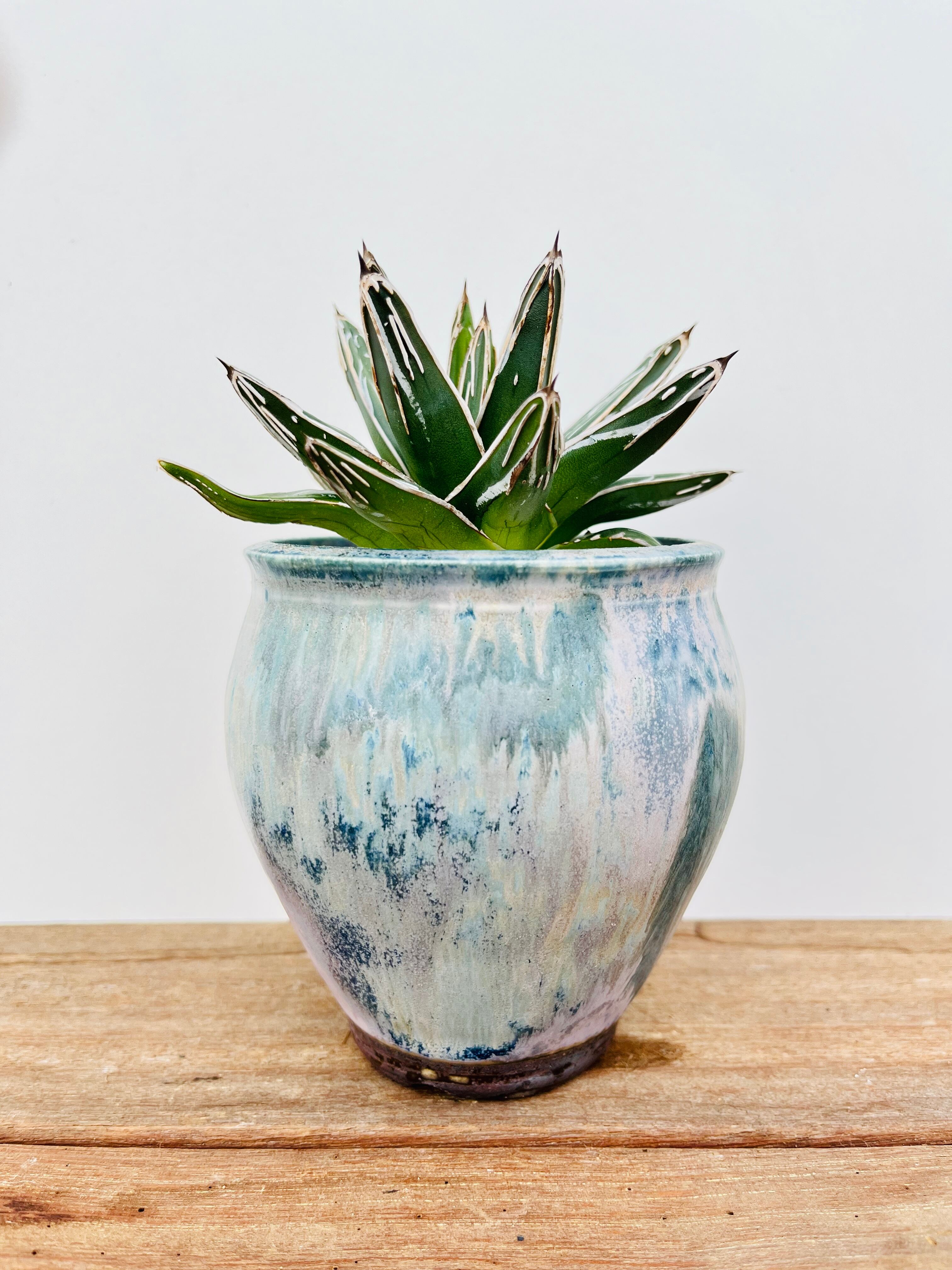 Agave victoriae reginae アガベ 笹の雪 多肉植物 | plants MARU