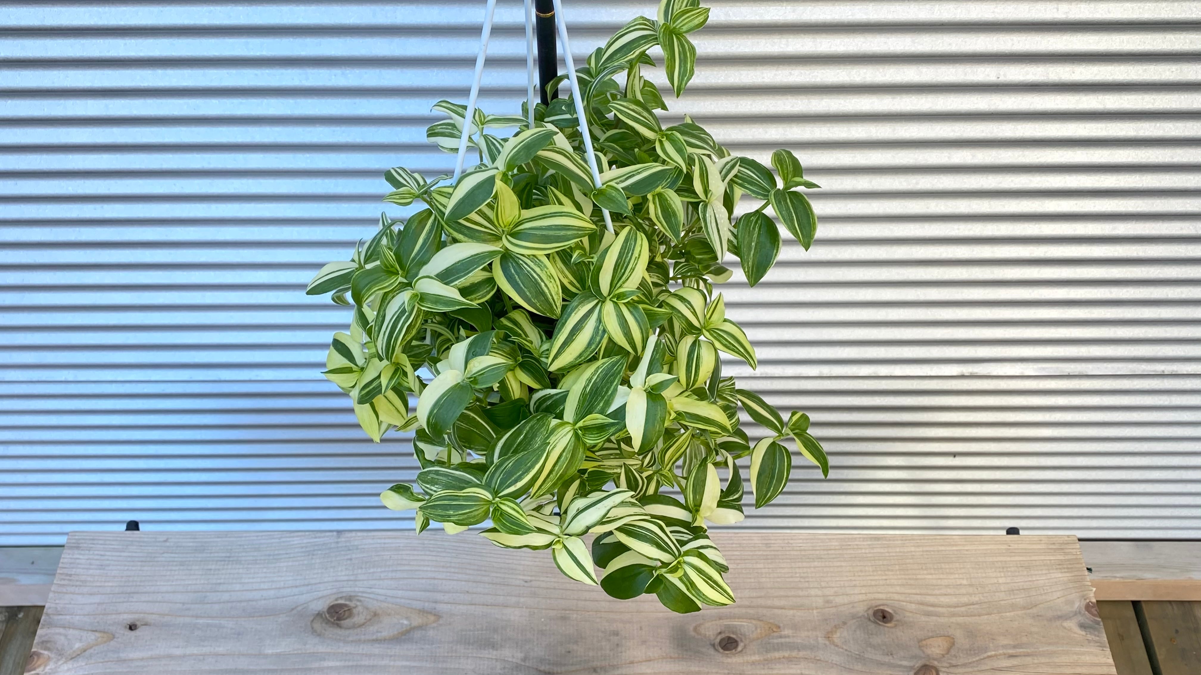 観葉植物】トラディスカンティア フルミネンシス バリエガータ 6号吊鉢