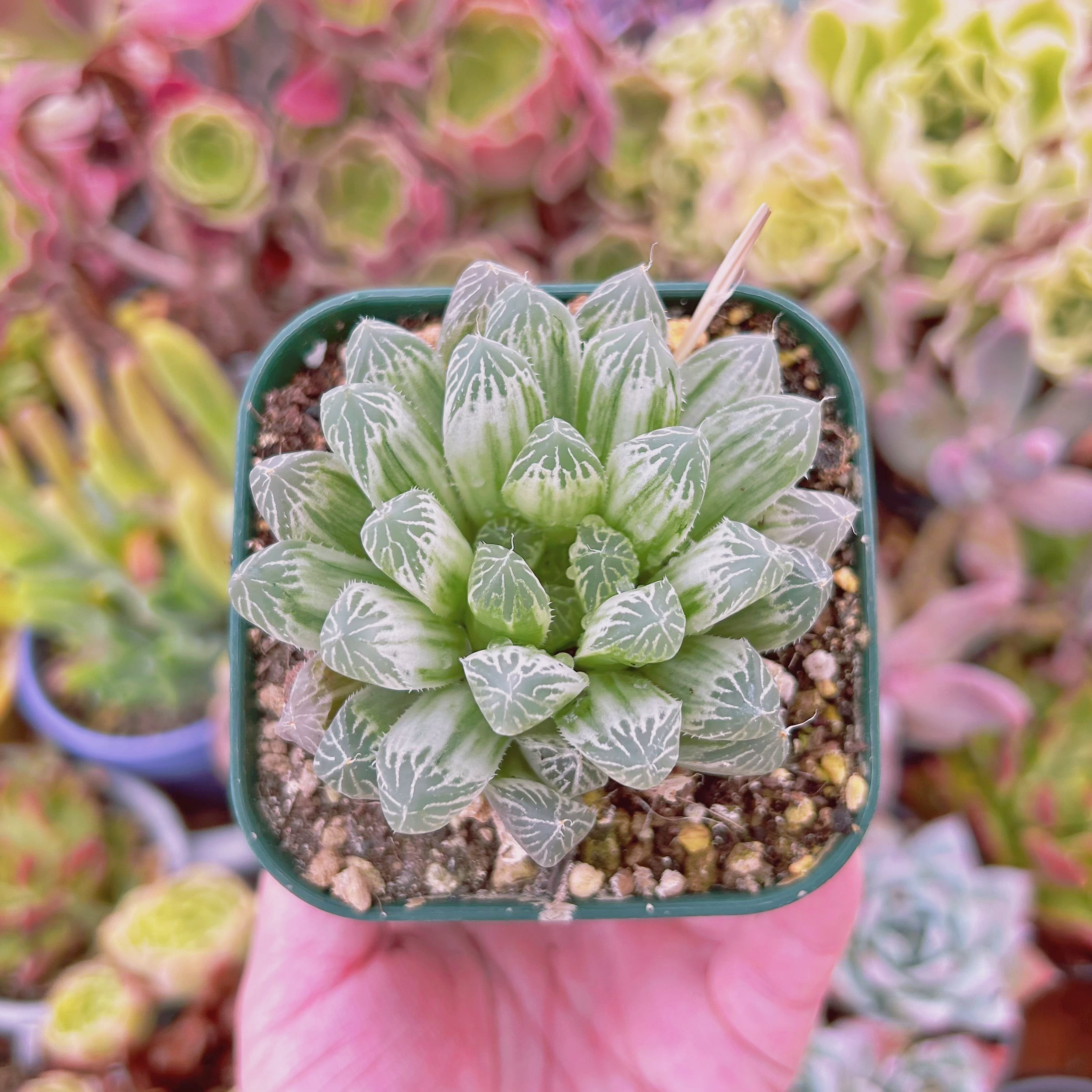 現物　多肉植物　玉露錦　抜き苗