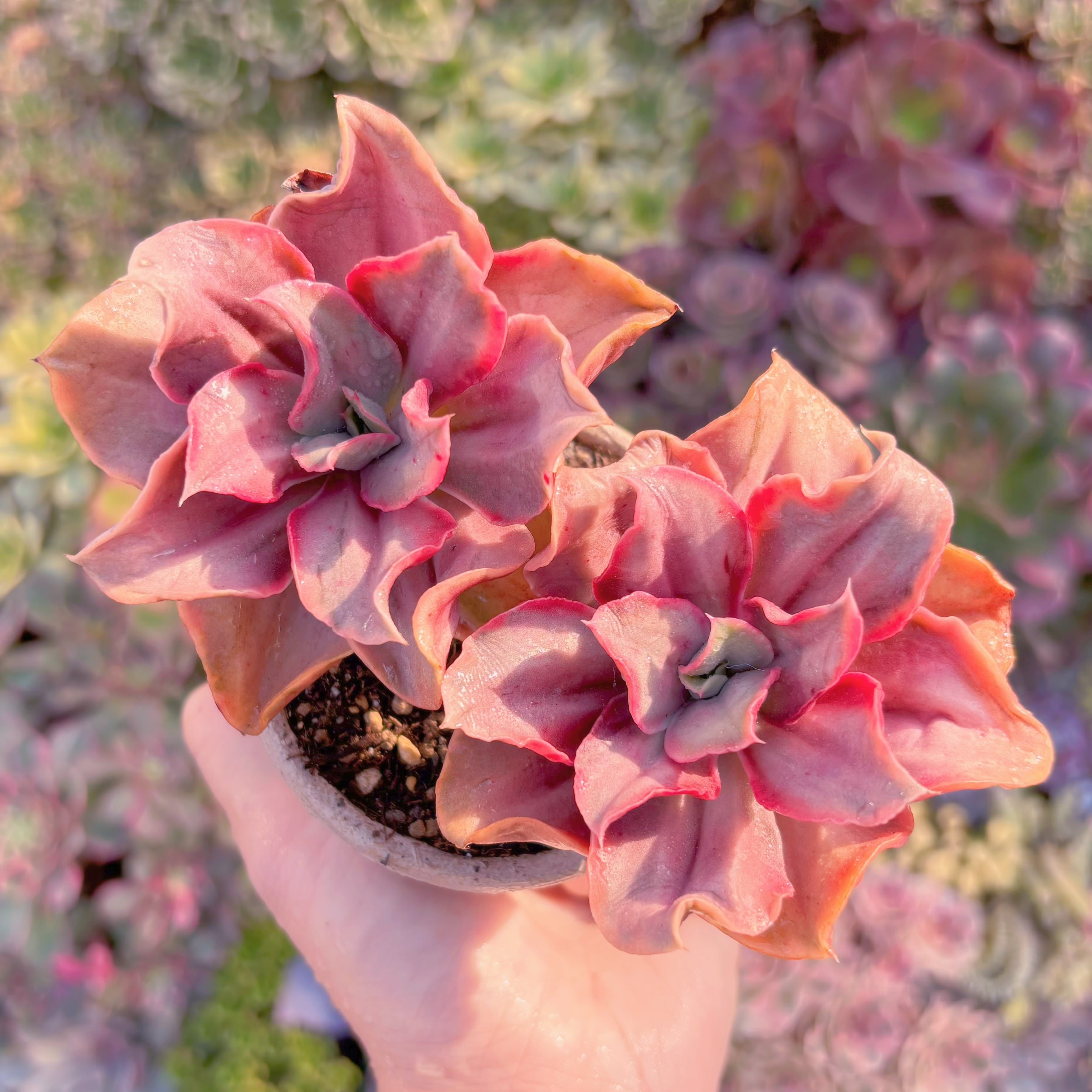 多肉植物　古琴錦　群生　新入荷　るる農園