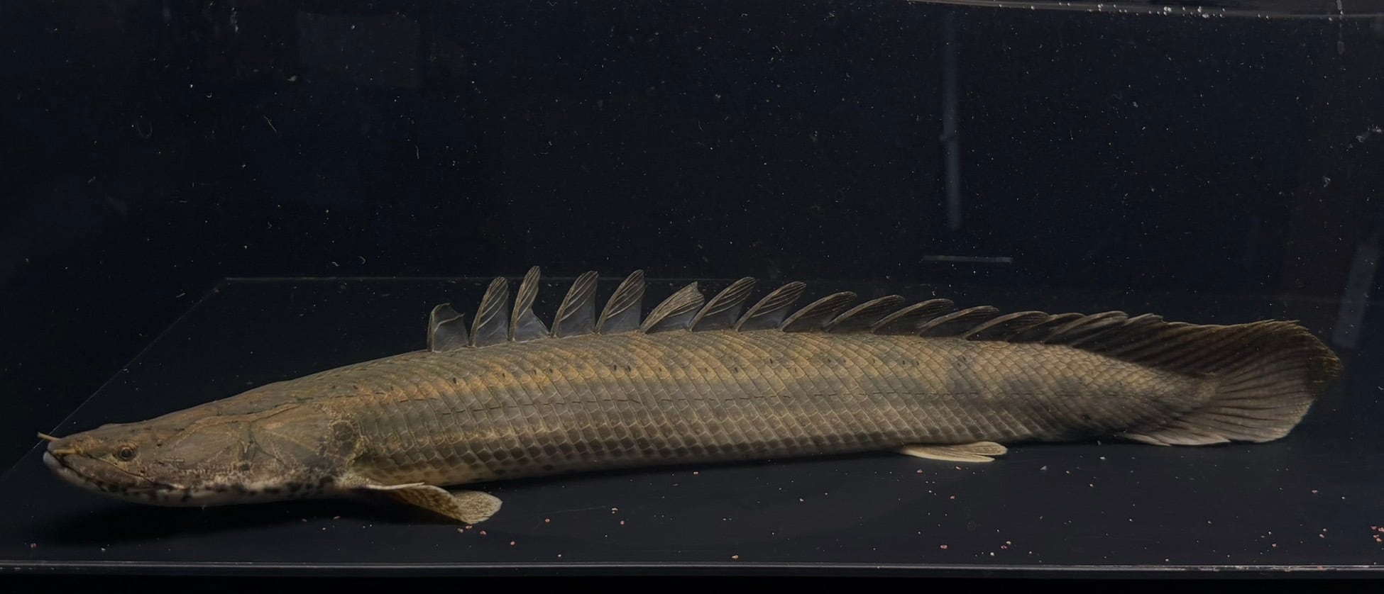 わいるどもんオリジナル 流動式フィルター 60cmサイズ 単品 | アフリカ