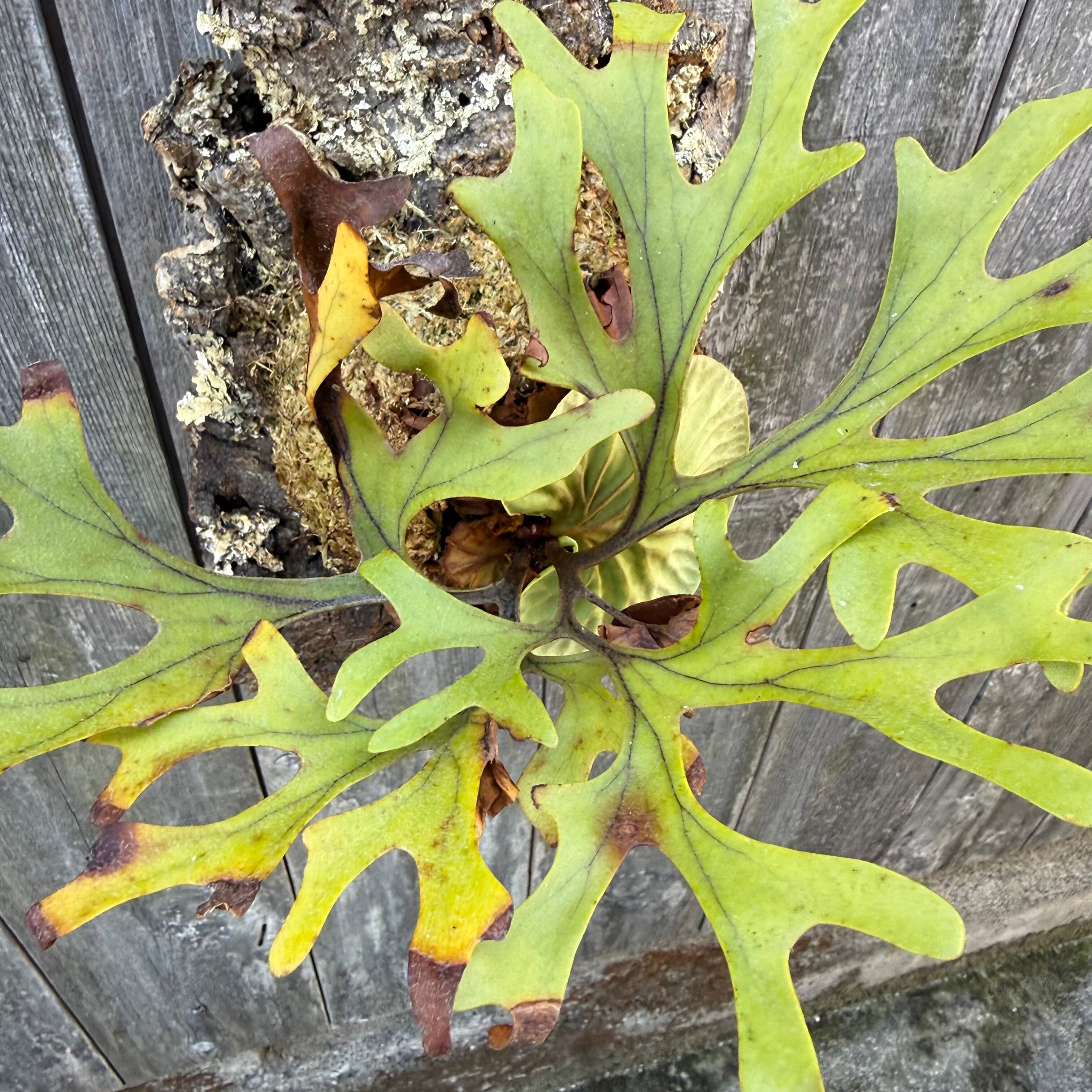 P.ridleyi wild | naturefix