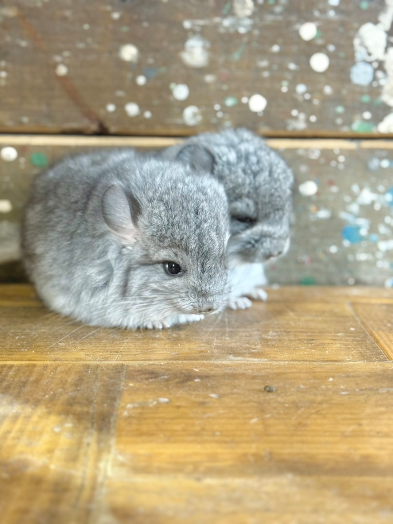 アンゴラチンチラ・スタンダードグレー（バイオレットキャリア）♀ - 2