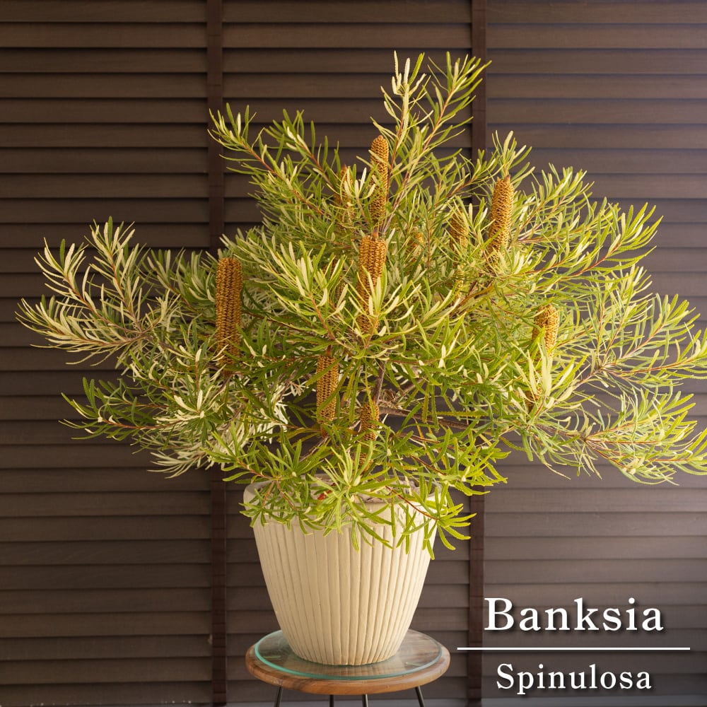 蕾み多数 バンクシア スピヌローサ 10号 陶器鉢 ヘアピン Banksia Spinulosa オージープランツ 0922BE