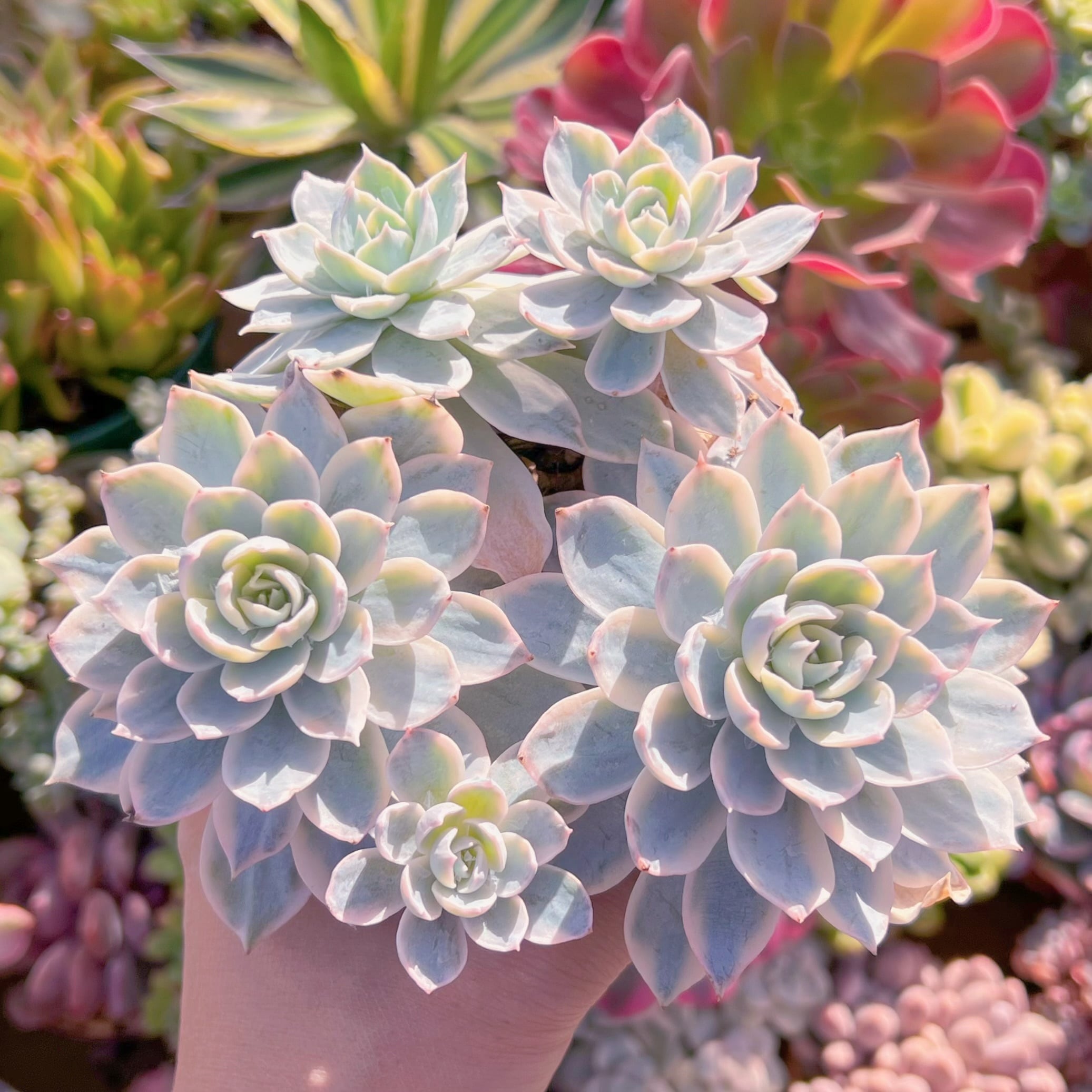 現品　サブセリス錦#620  群生　るる農園