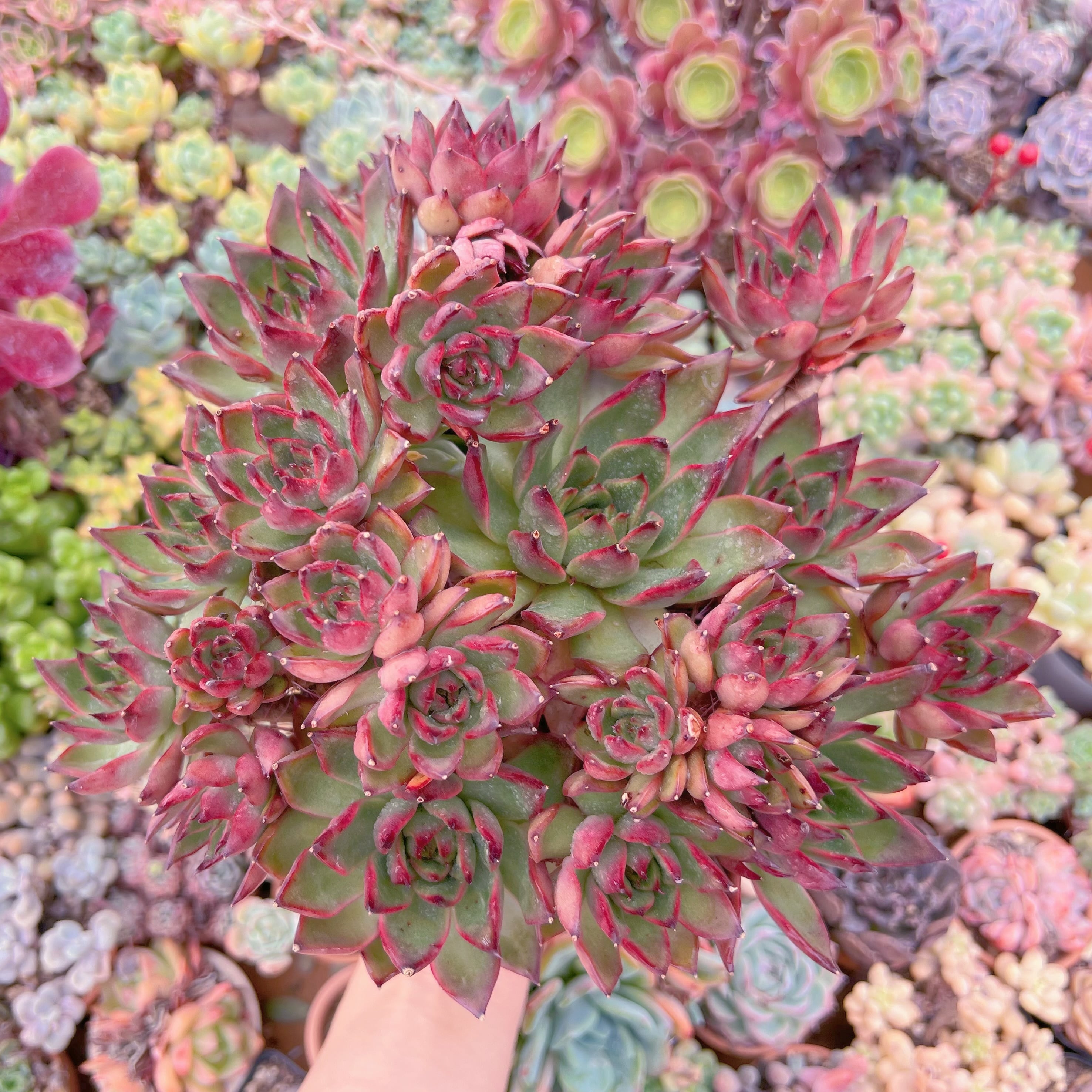 現品　Wild Horse#261　特大大群生　るる農園