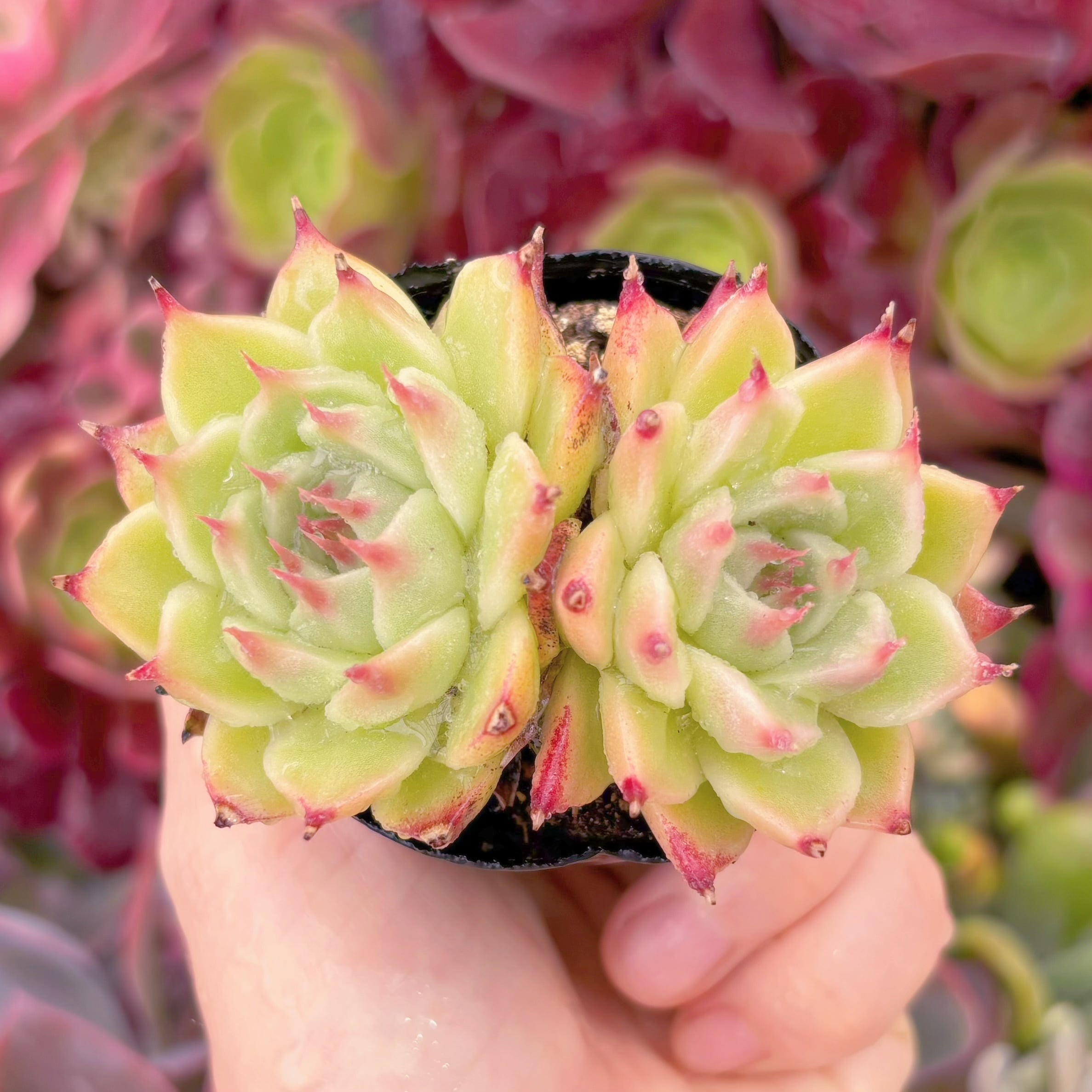 現品　トスカネリ#557　るる農園