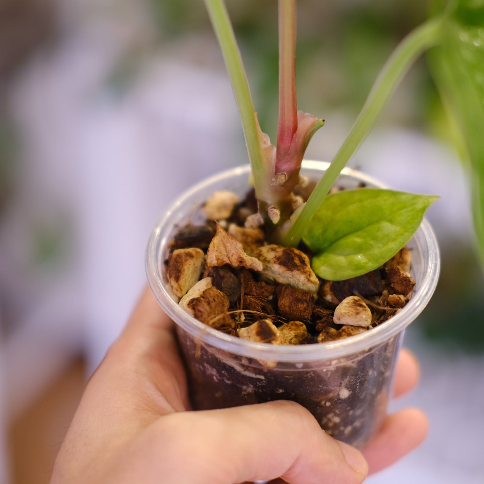 Anthurium moodeanum / アンスリウム・ムーデアナム③