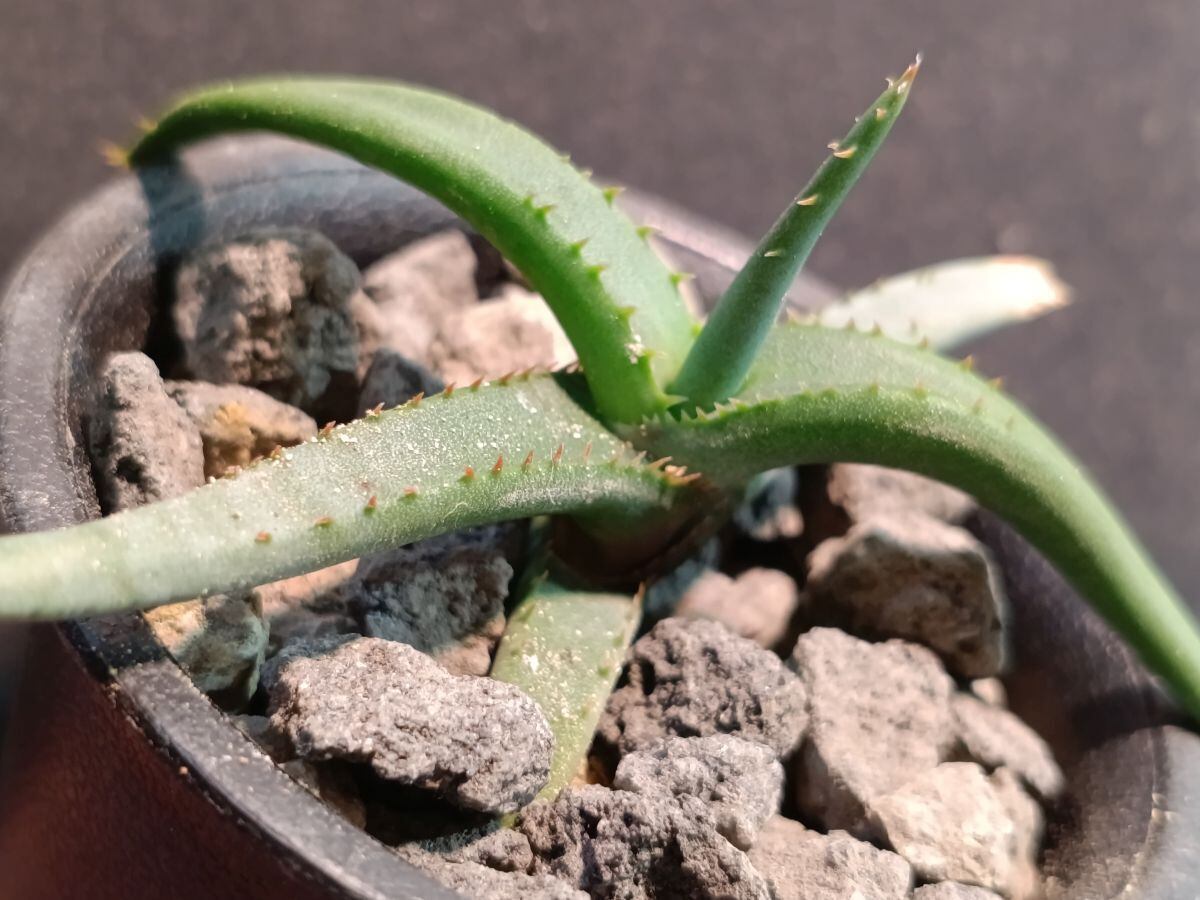 Aloe branddraaiensis アロエ ブランドレイエンシス | サボテンと多肉