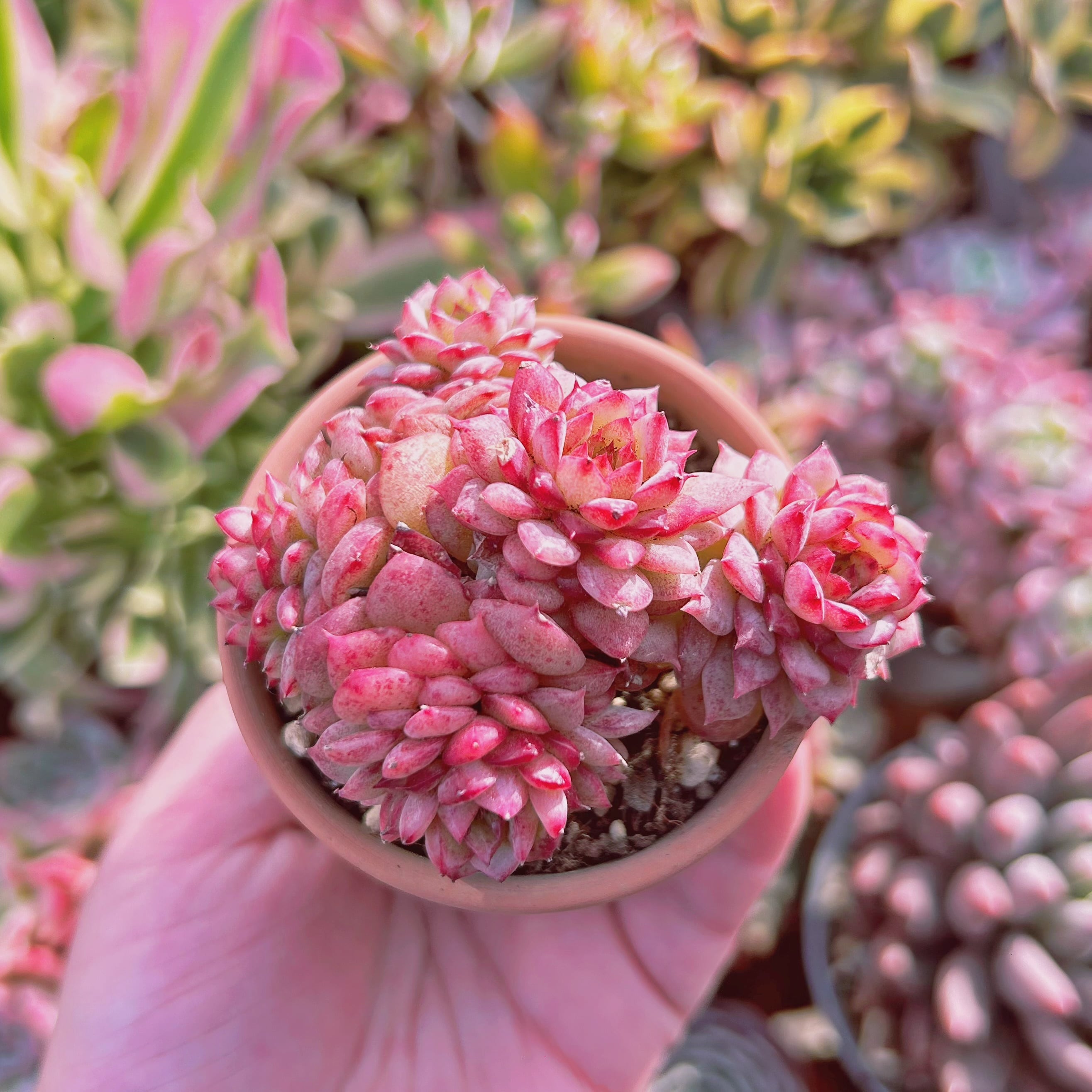 現物 多肉植物 ブルーピーコック | るる農園~多肉植物専門