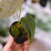 【希少】Anthurium Queen of Heart / アンスリウム クイーン オブ ハート⑯ / 観葉植物<育て方・花言葉>