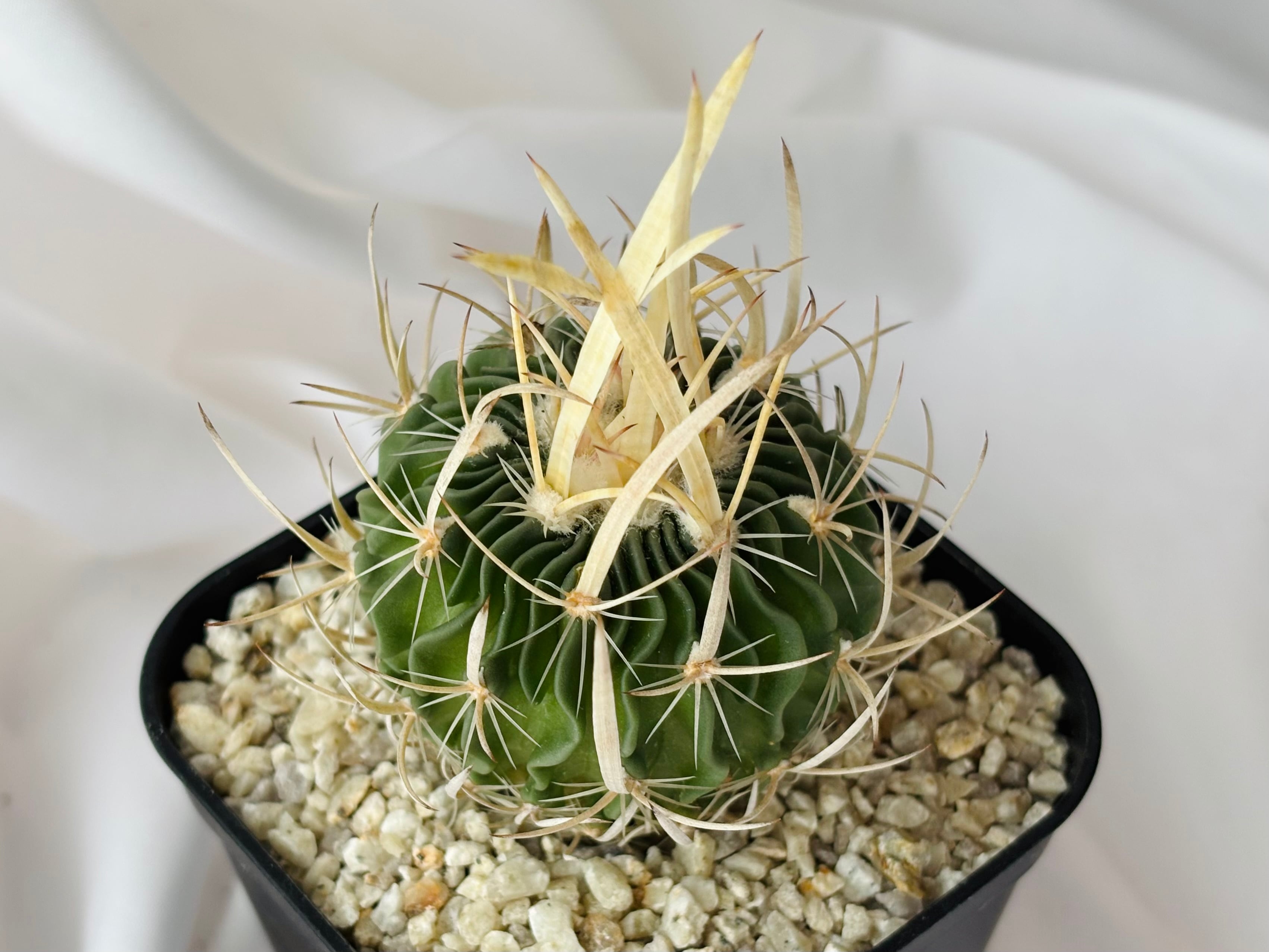 長刺振武玉　実生 Echinofossulocactus エキノフォスロカクタス 長刺振武玉 サボテン