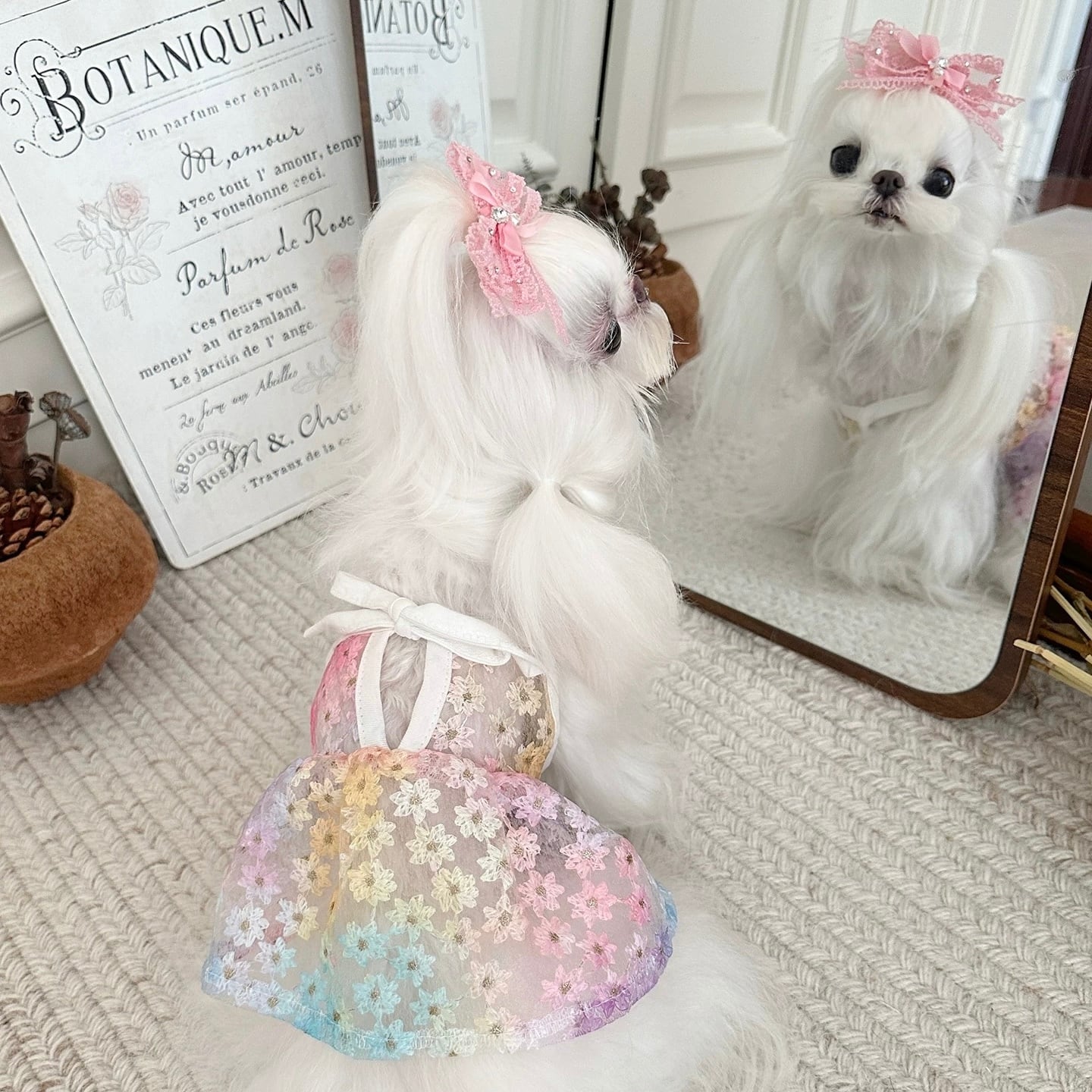 one piece | haenim dog shop