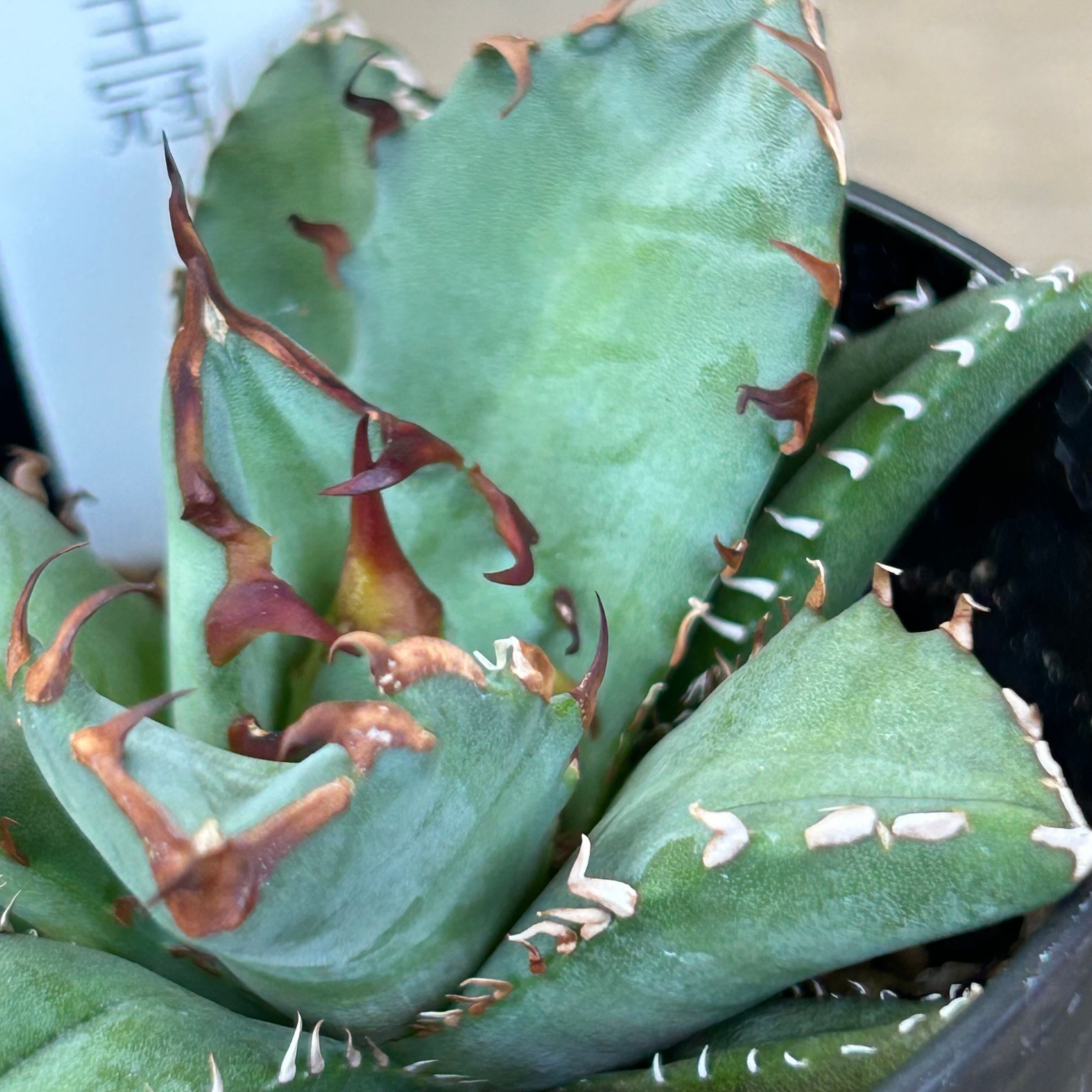 T) 姫仁王冠 アガベ | RuPo 多肉植物専門店