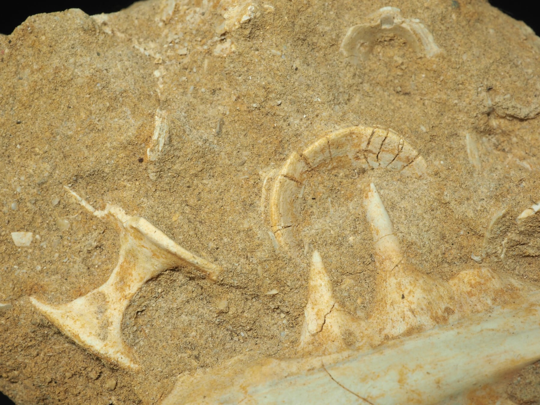 モロッコ産 エンコドゥスの椎骨化石 モロッコ産 エンコドゥスの椎骨化石