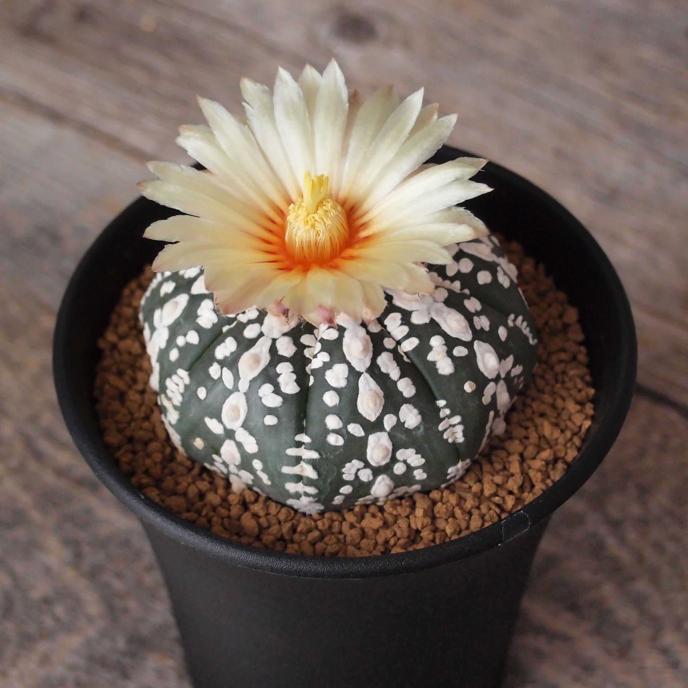 サボテン 兜セット(実生)