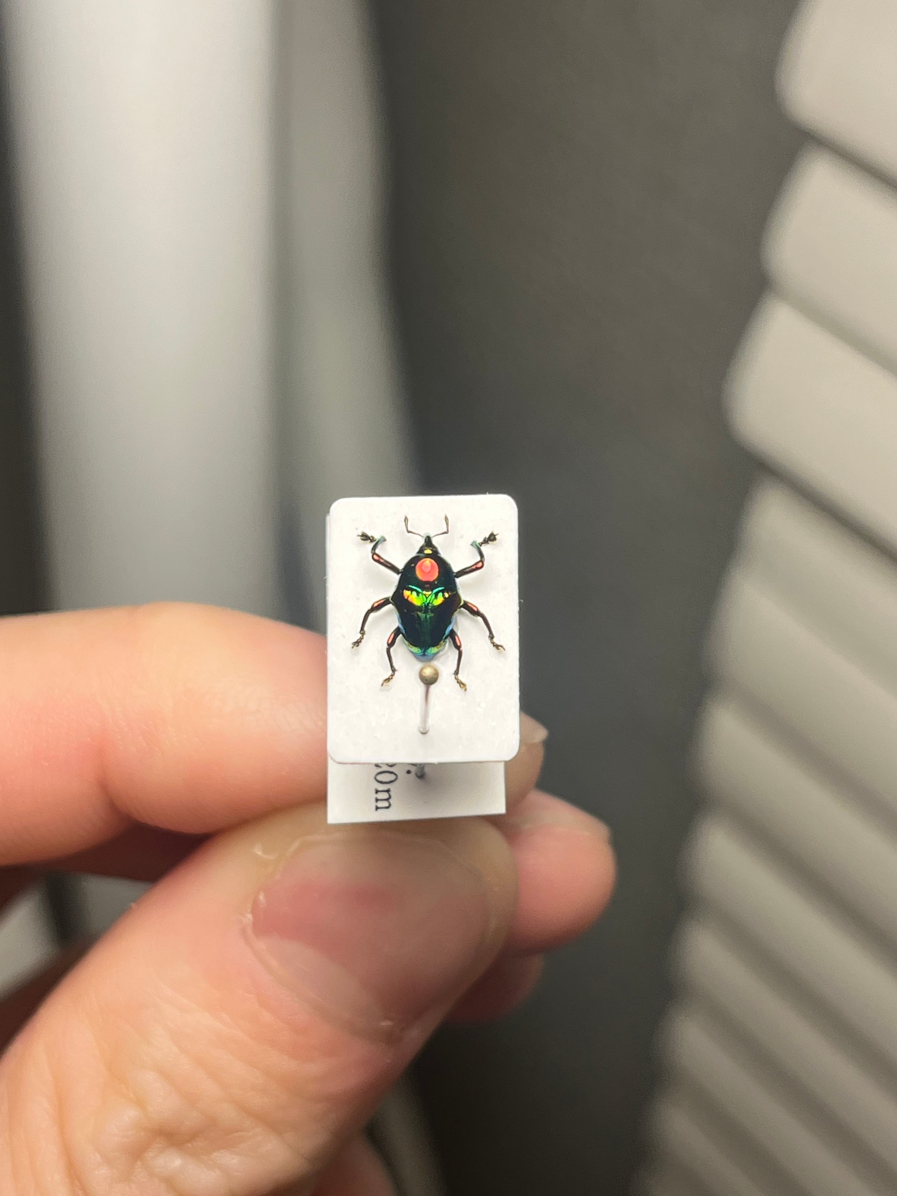 属内最高峰】ホウセキヒメカタゾウムシ コブハムシ タマムシ 超美麗種