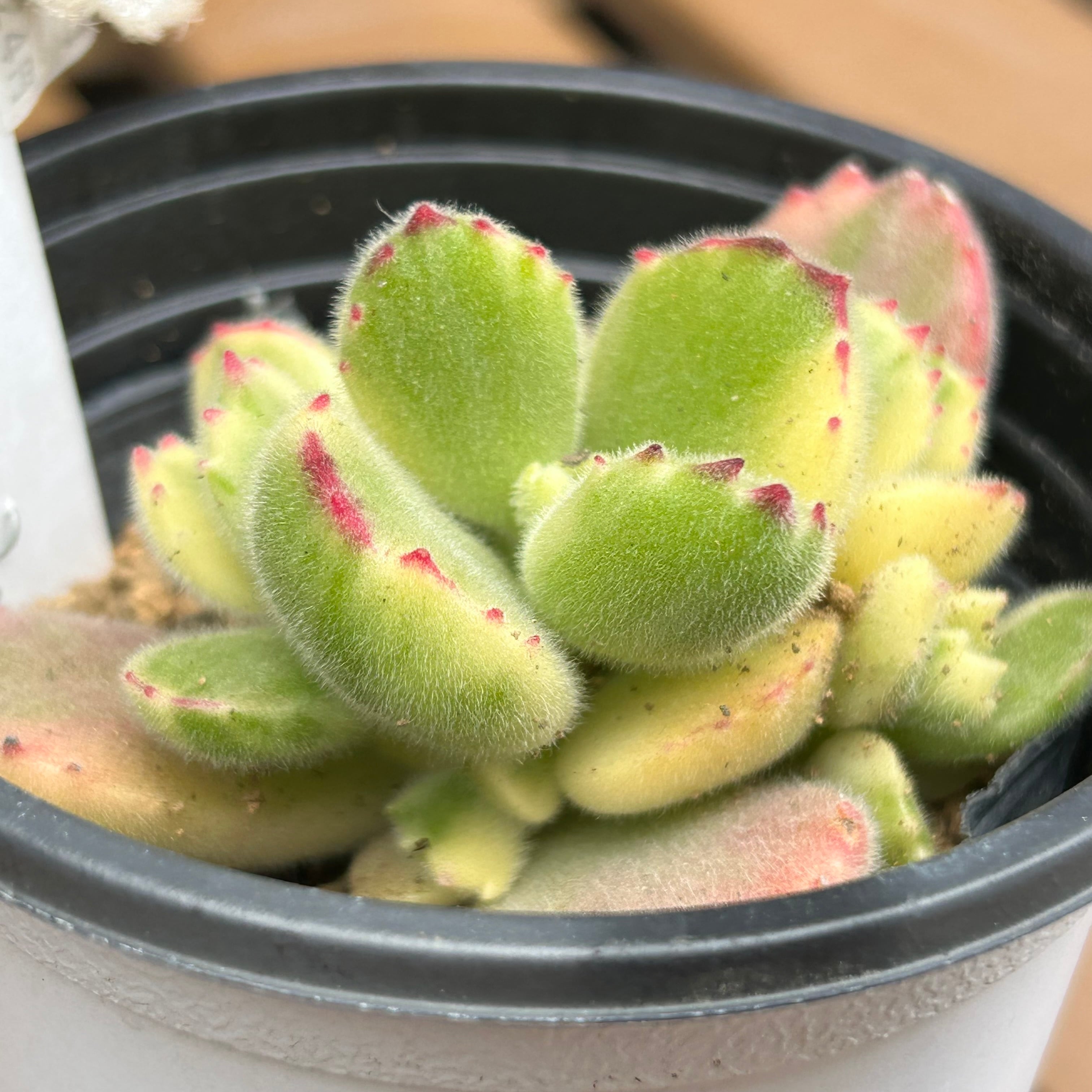 熊童子錦　カット苗　多肉植物　ゆうパケットポストまたはmini発送 熊童子錦 カット苗 多肉植物 ゆうパケットポストまたはmini発送 T)熊童子