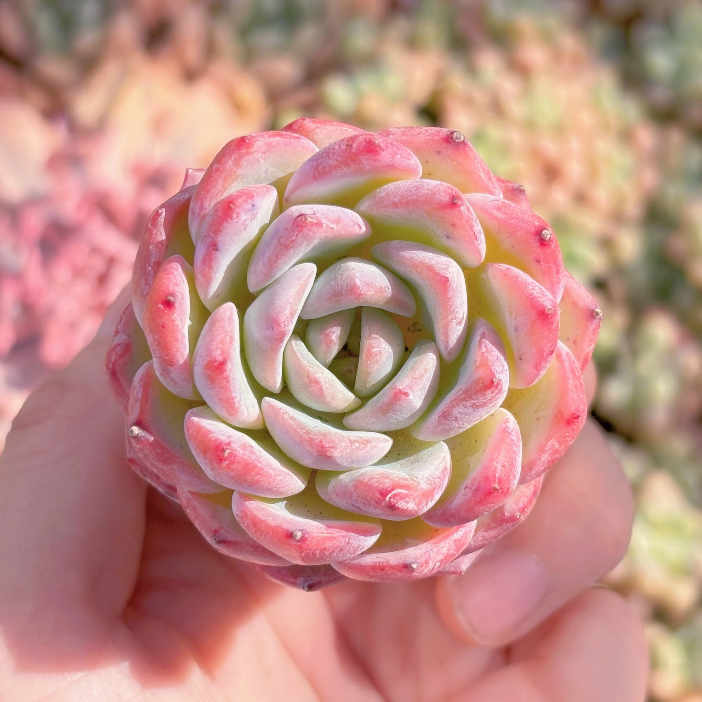 現物 多肉植物 ピンクプリティ 抜き苗 | PAY ID