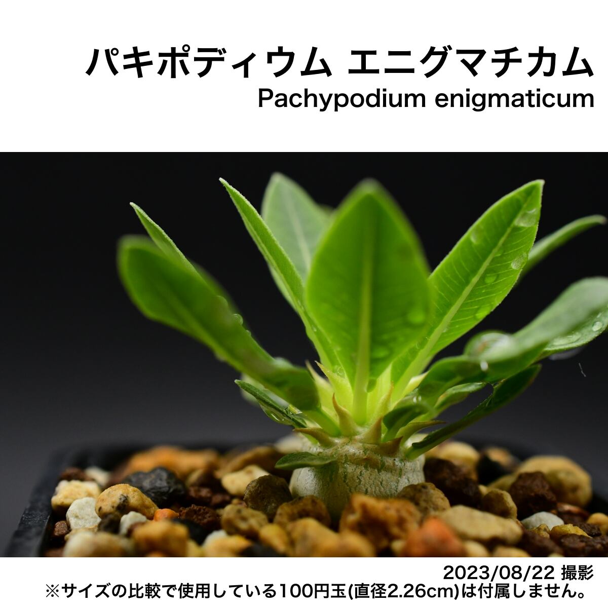 2E4 実生 パキポディウム エニグマチカム コーデックス 塊根植物 | 日 ...
