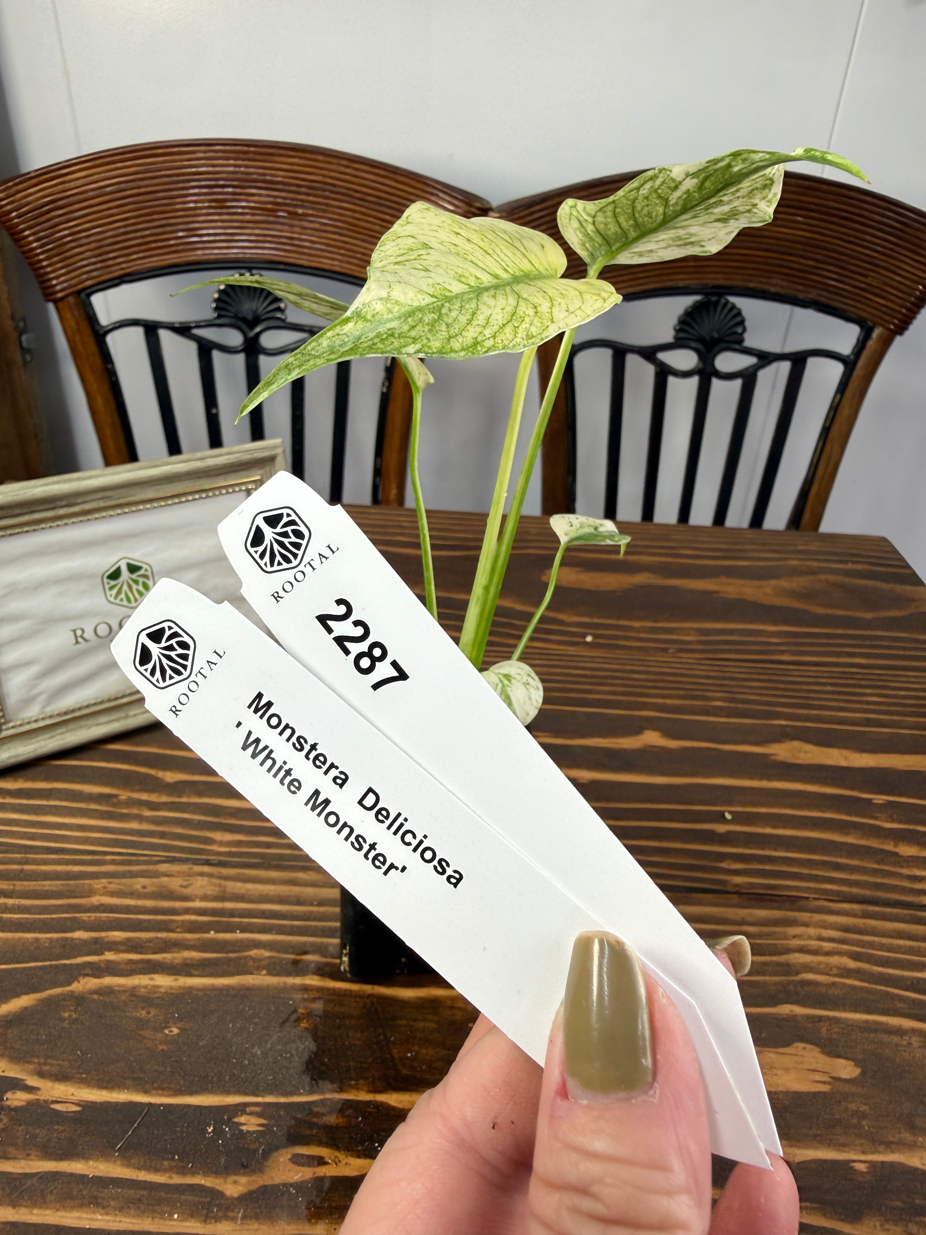 モンステラ | ROOTALPLANTS