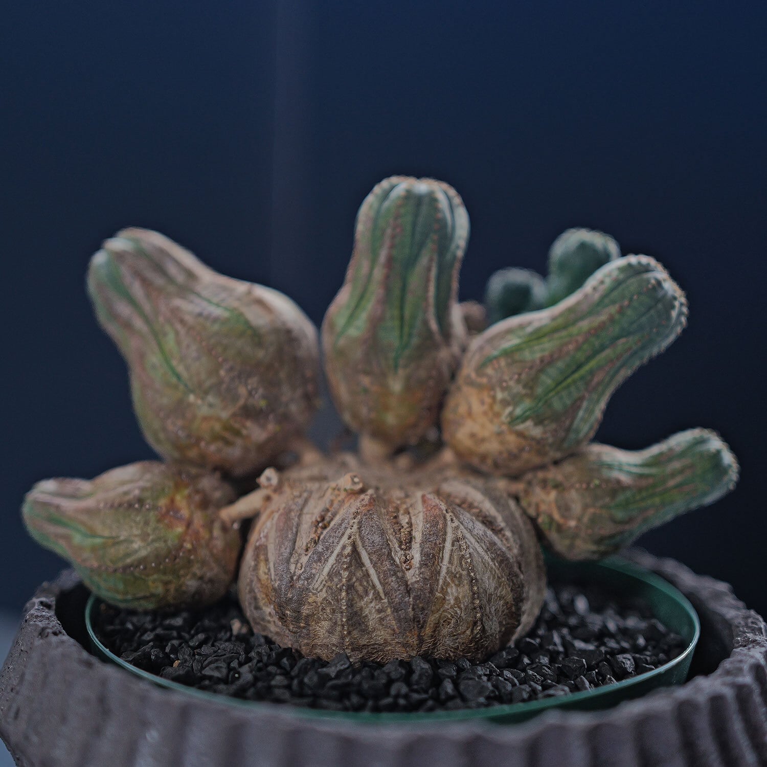 美模様 オベサ | LIGHTHOUSE.PLANTS - 海外実生株のオベサなど輸入植物