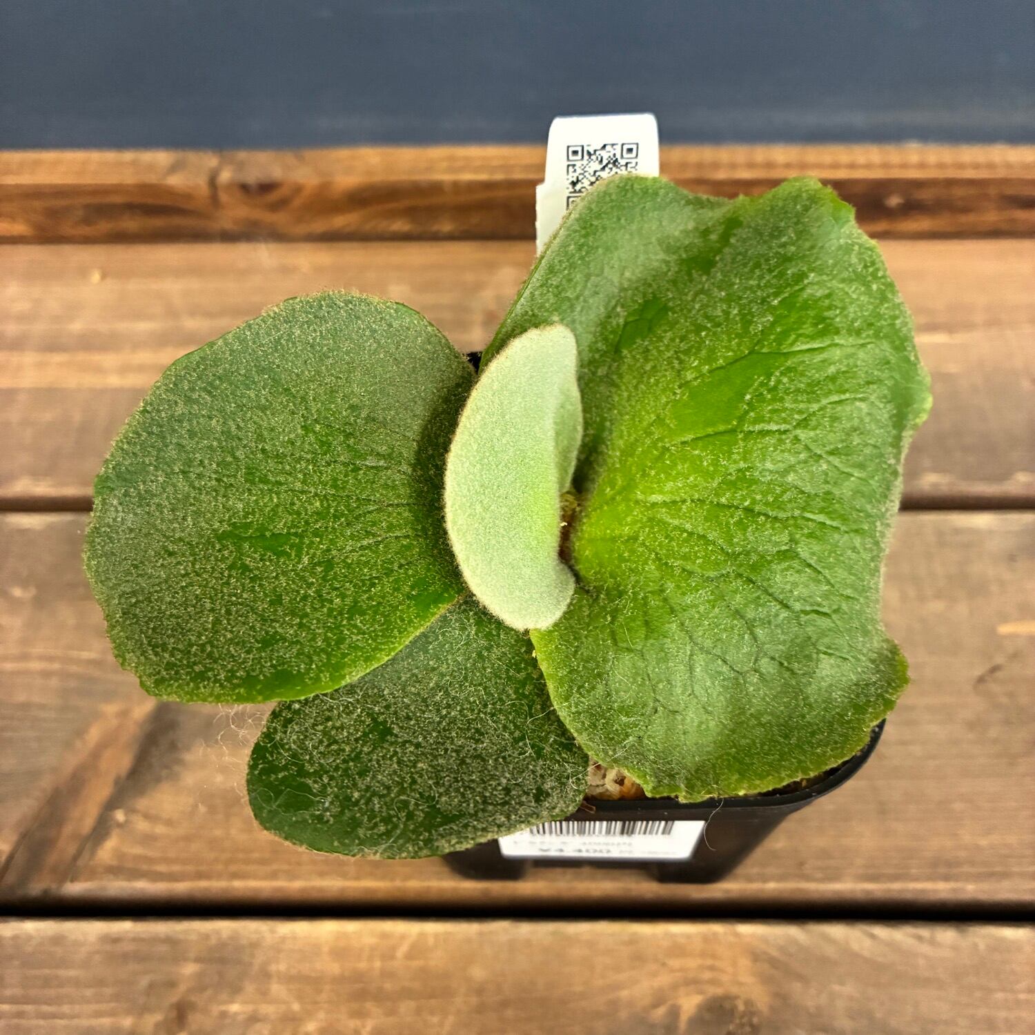 ビカクシダ P. andinum【640】 | PROTOLEAF プロトリーフ