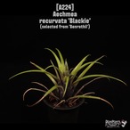 Aechmea recurvata 'Blackie'〔エクメア〕A224