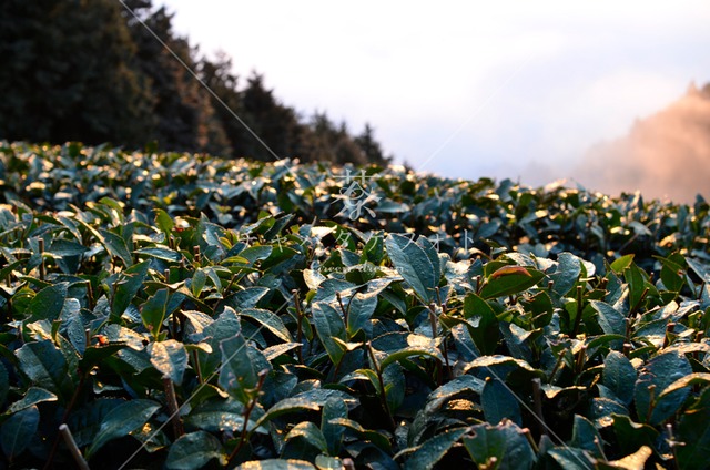 346 明ける冬の茶畑