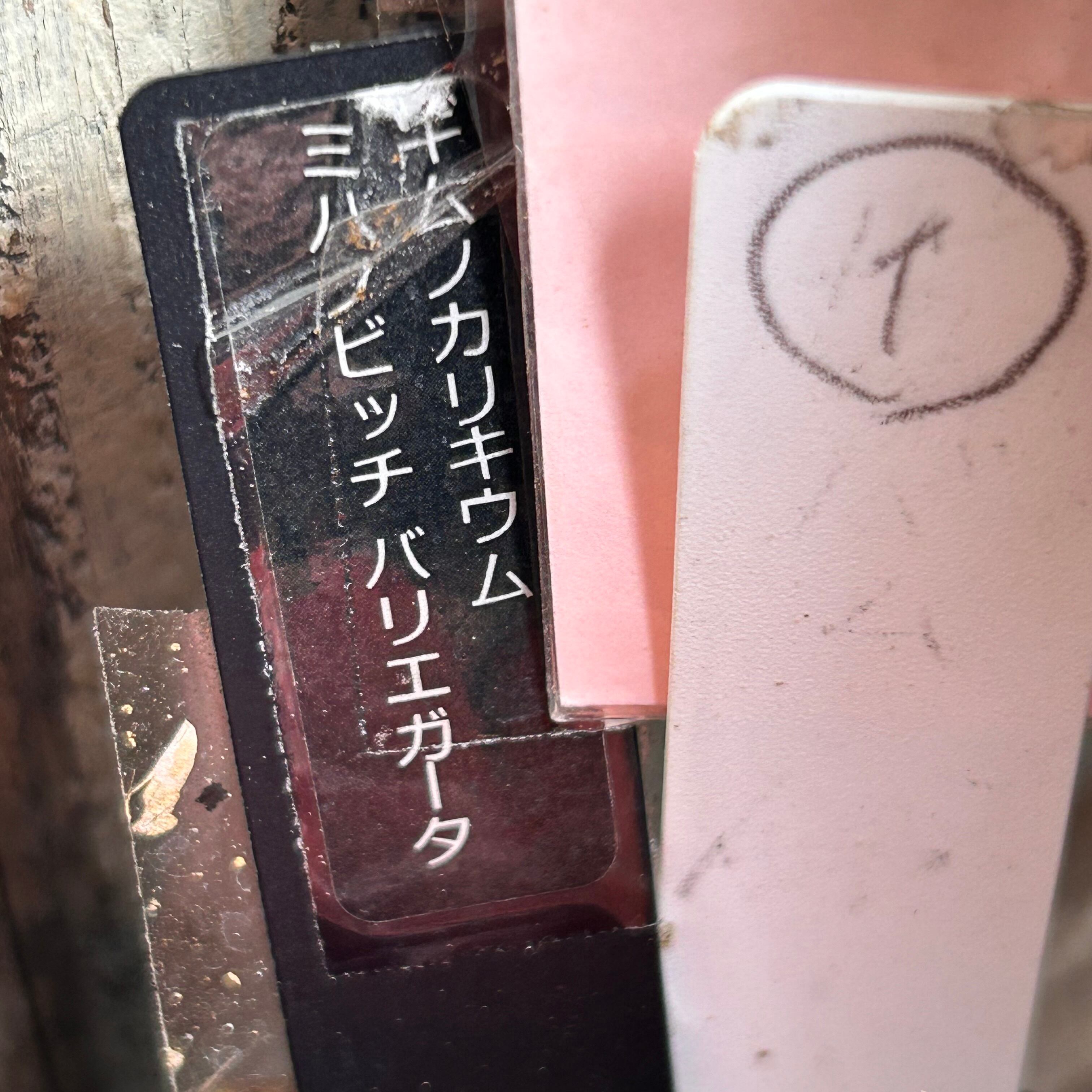 T)①ギムノカリキウム ミハノビッチ バリエガータ(夏型 | RuPo 多肉