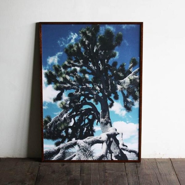 Yucca brevifolia JOSHUA TREE / B2 poster
