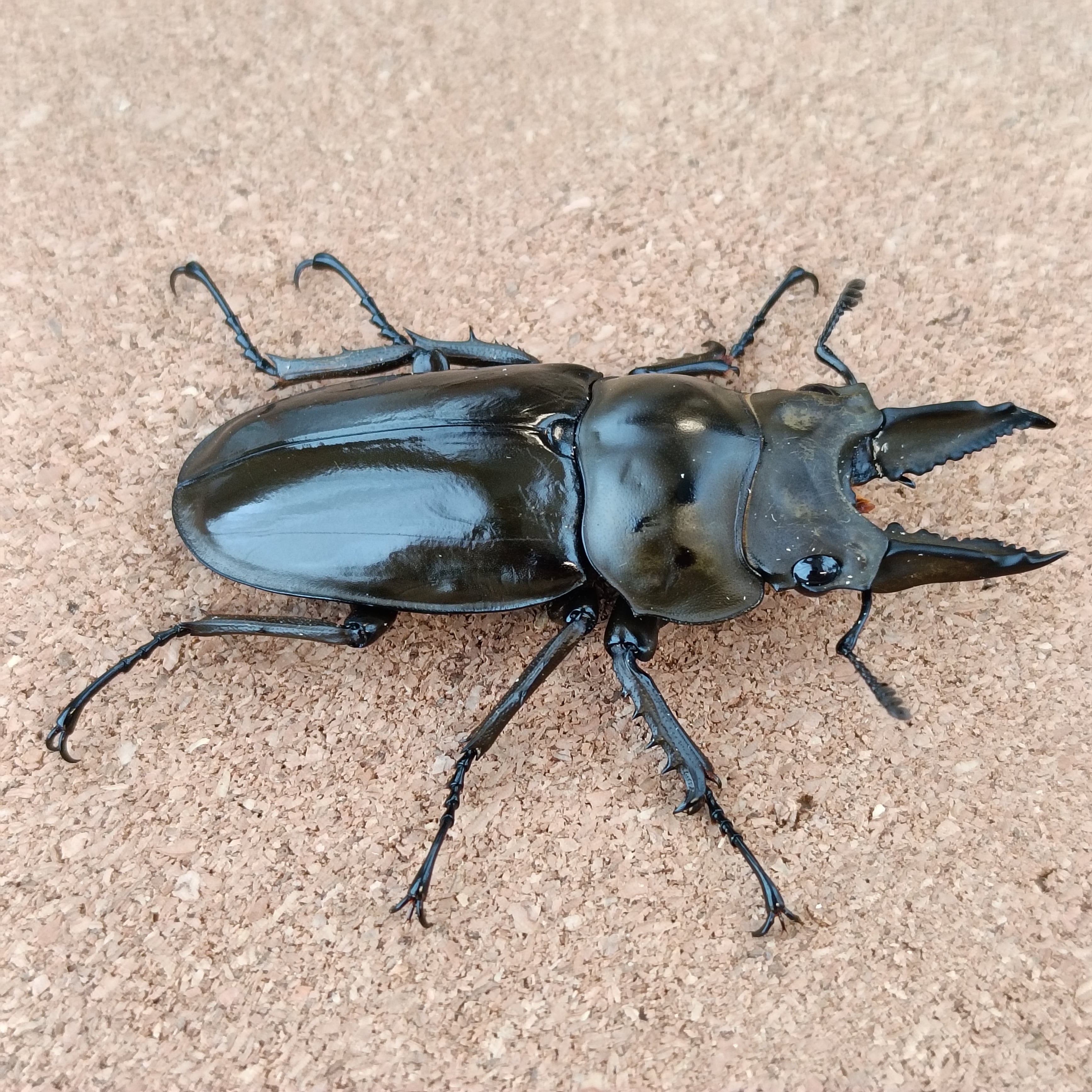 ババオウゴンオニクワガタ ♂ 55.7mm | カブクワショップ横浜
