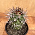 Copiapoa rupestris【コピアポア・ルペストリス・実生】