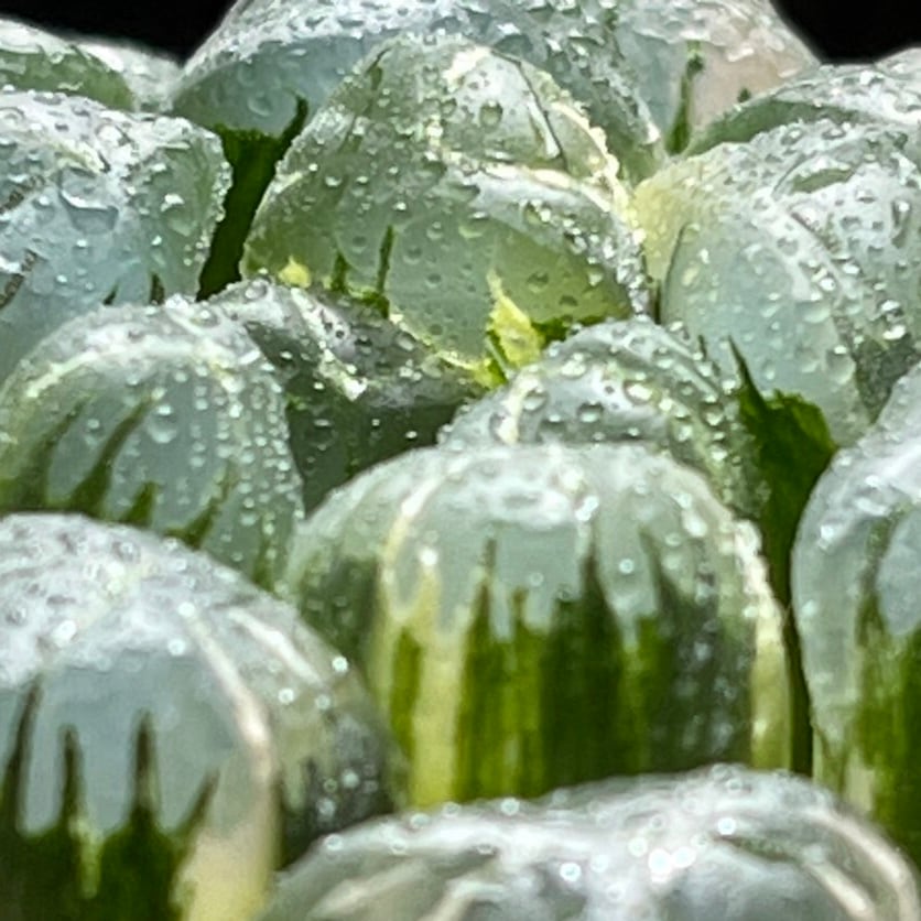 ハオルチア オブツーサ錦 孔明燈 | mocono_plants