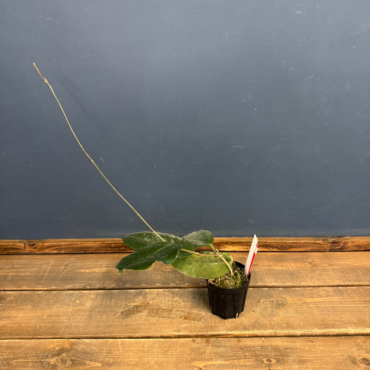 【クリアランス】ホヤ versteegii【348】