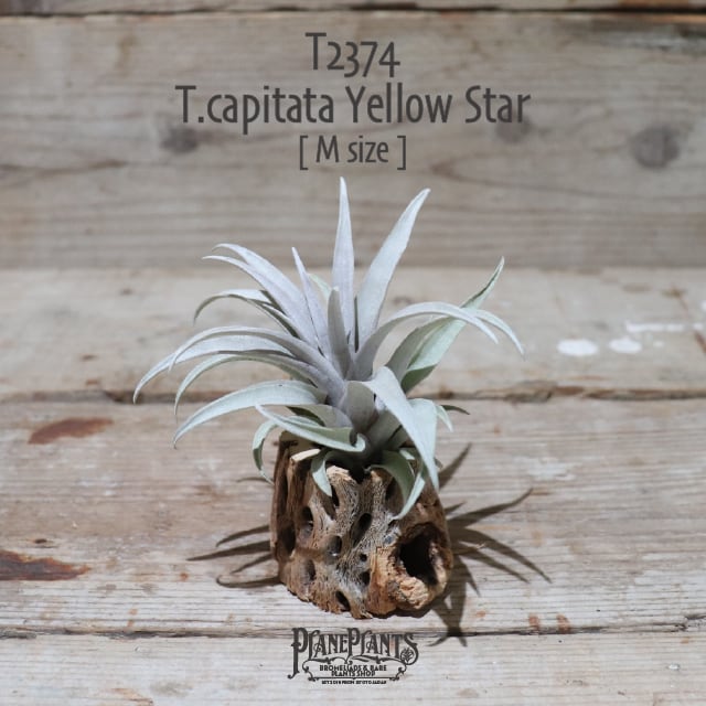 送料無料】capitata Yellow Star〔エアプランツ〕現品発送T2374